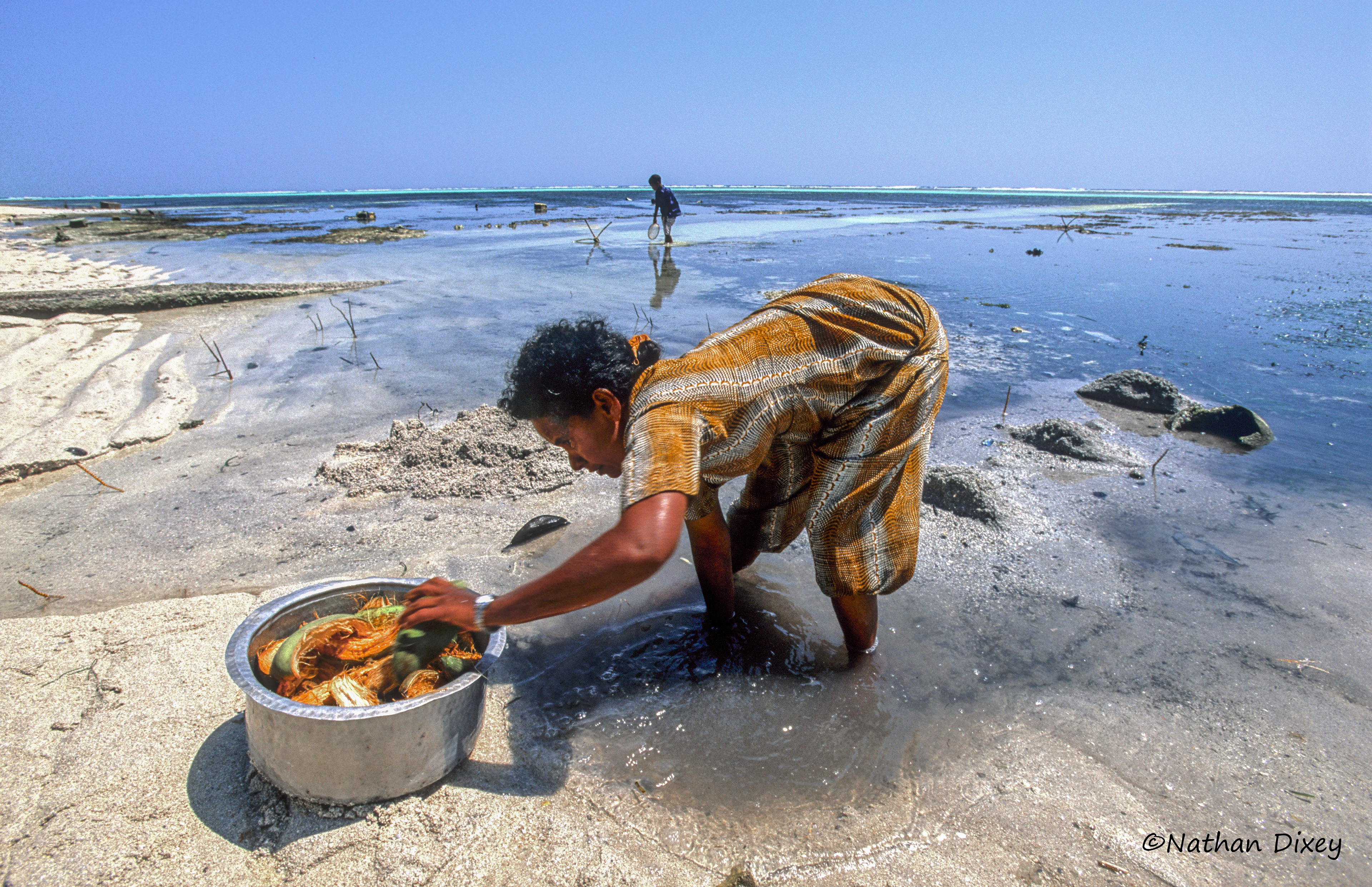 Foraging, Maldives (2005)