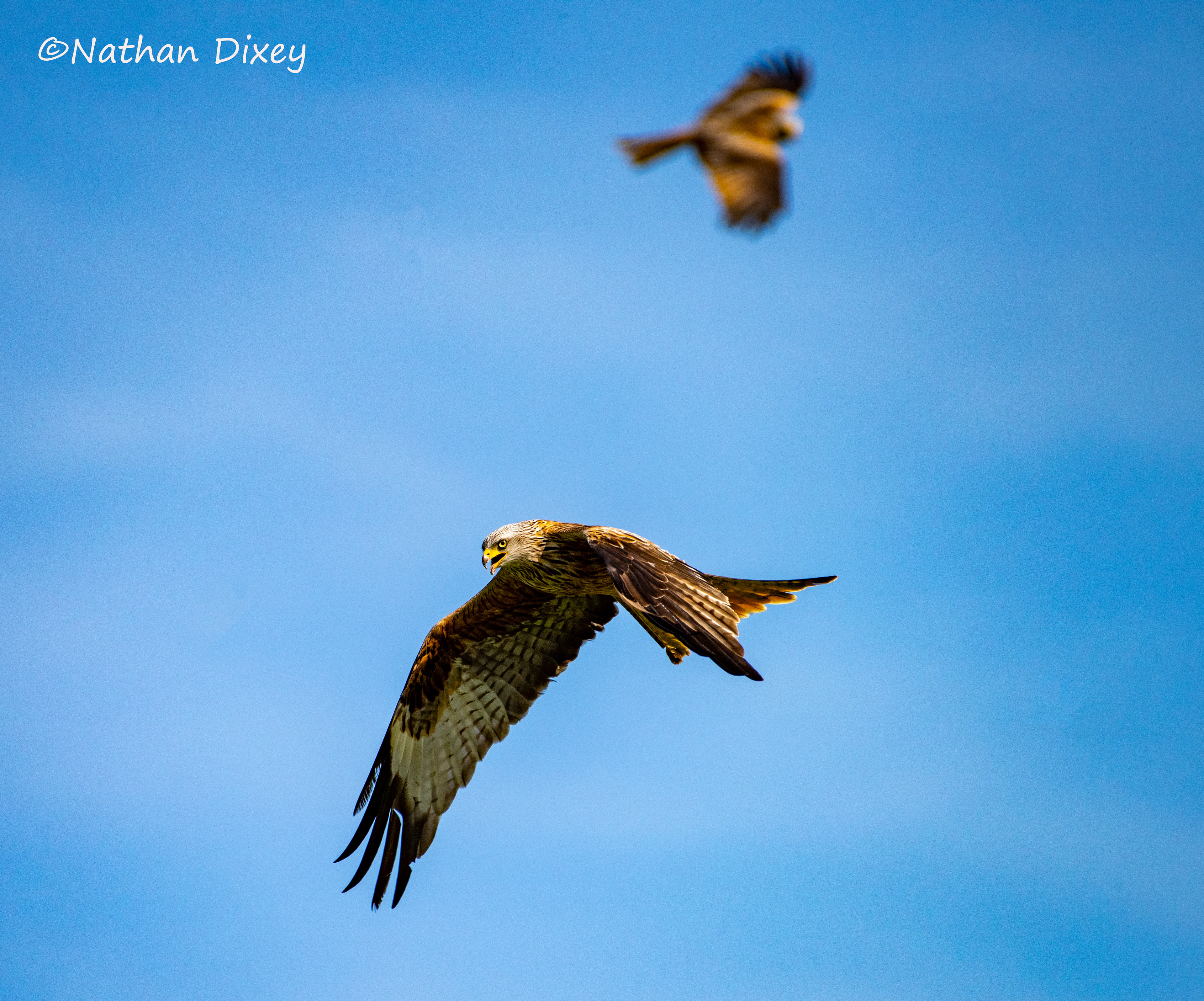 Red Kite, Powys, Wales, UK (2019)