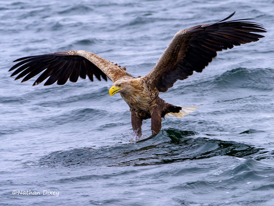 White-tailed Eagle, Isle of Mull, Scotland, UK (2022)