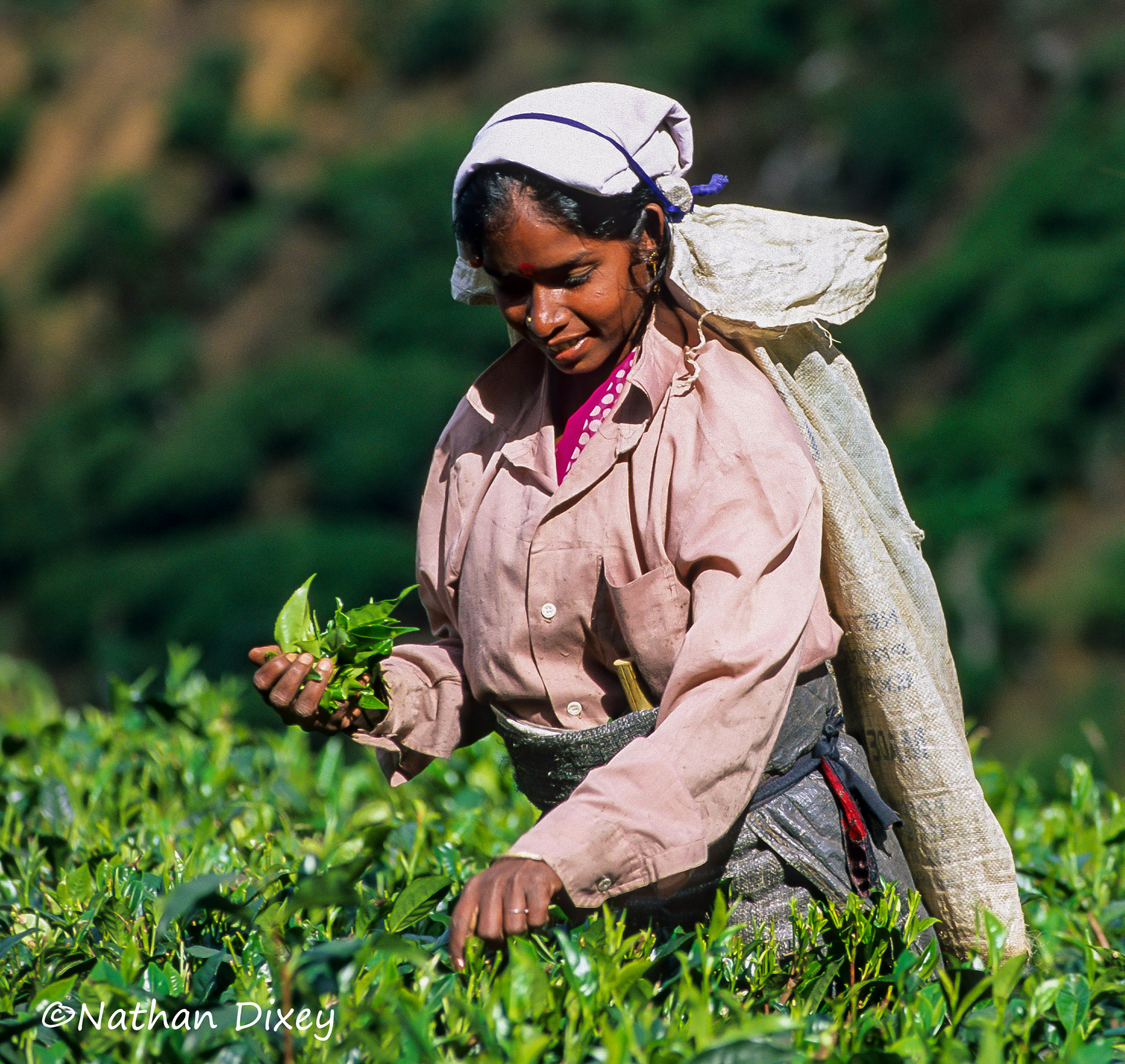 Tea Plucker, Sri Lanka (2005)