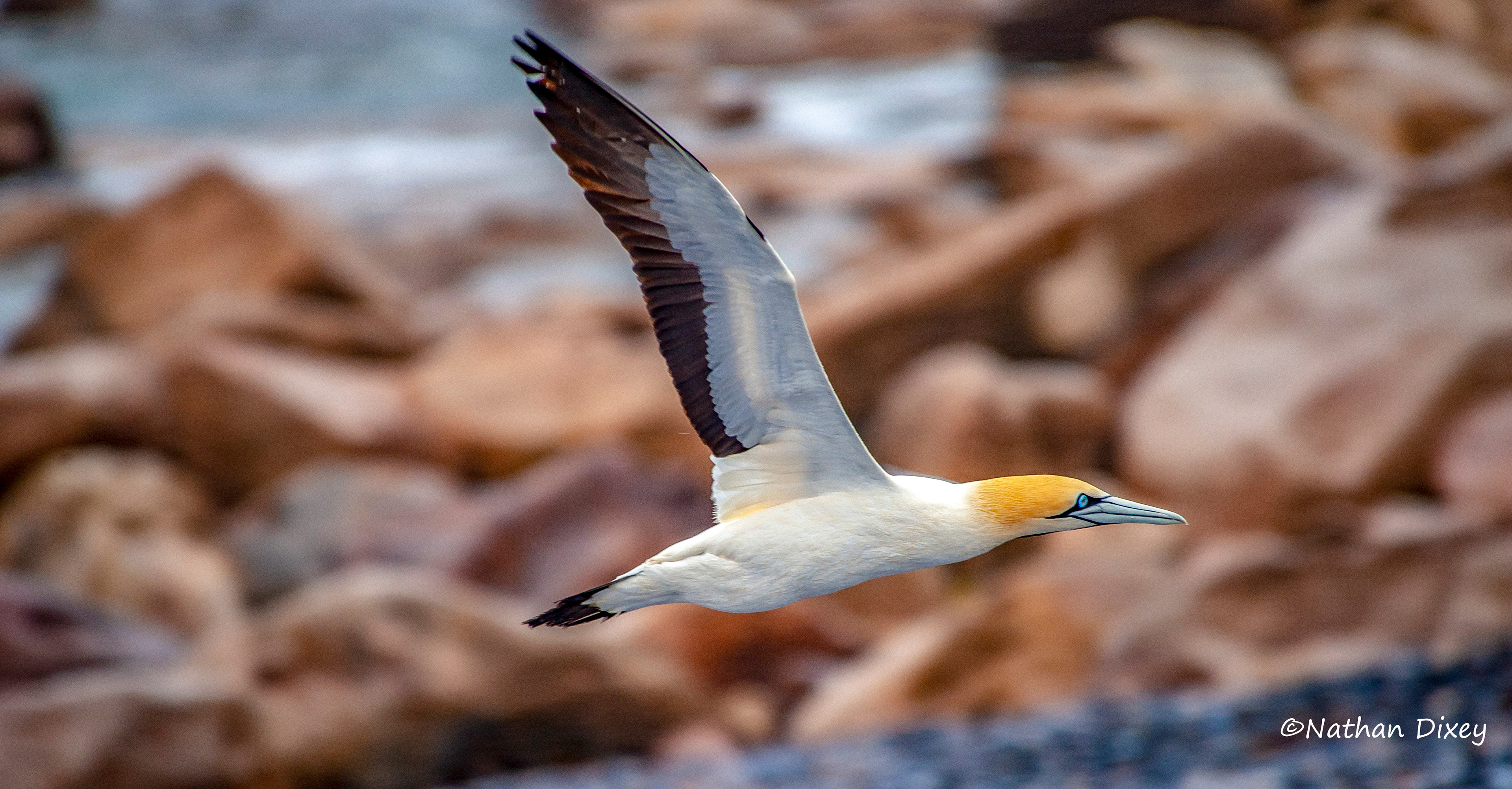 Cape Gannet, Bird Island, Lambert’s Bay , Western Cape, South Africa (2010)
