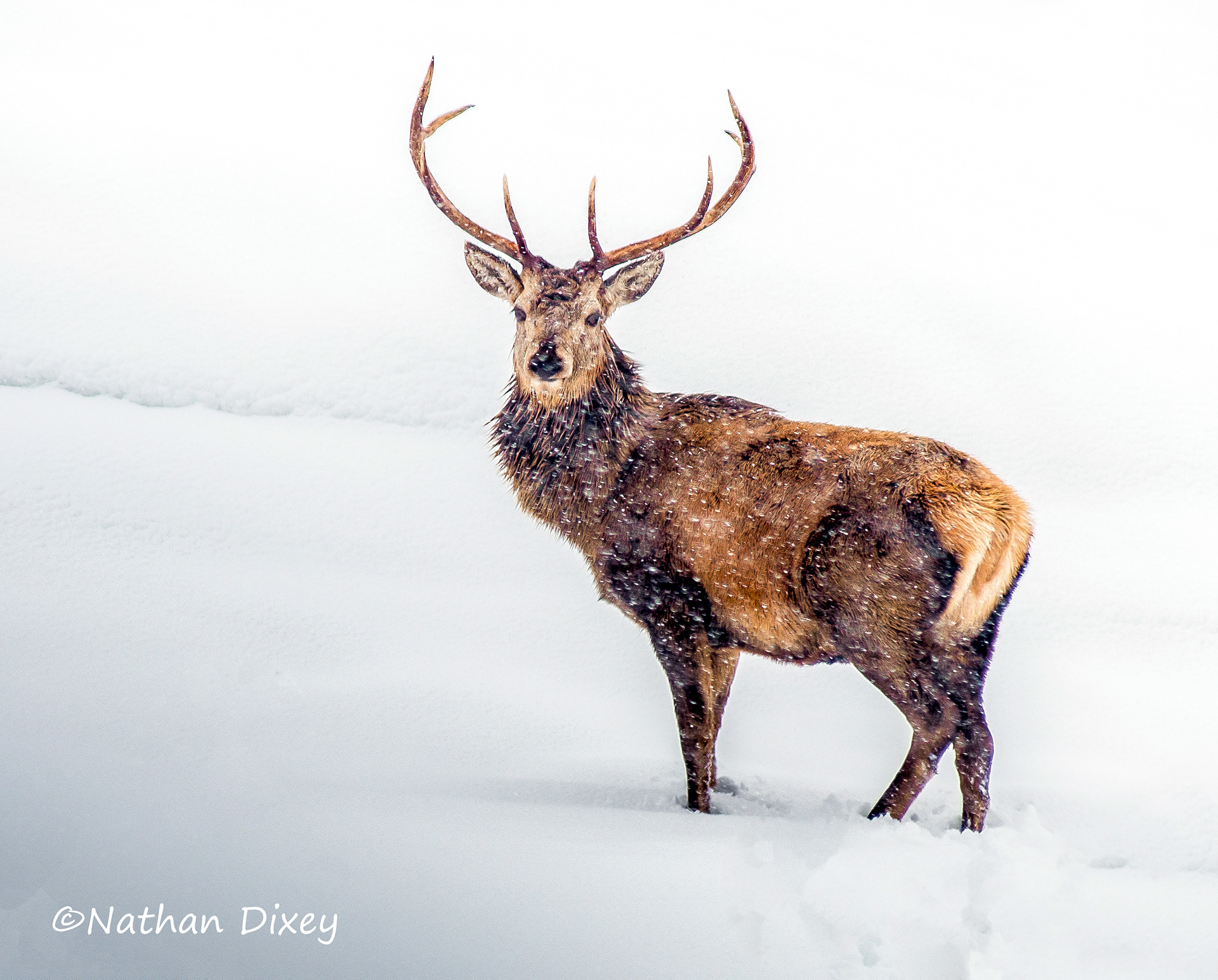Red Deer, Sutherland, Scotland (2018)