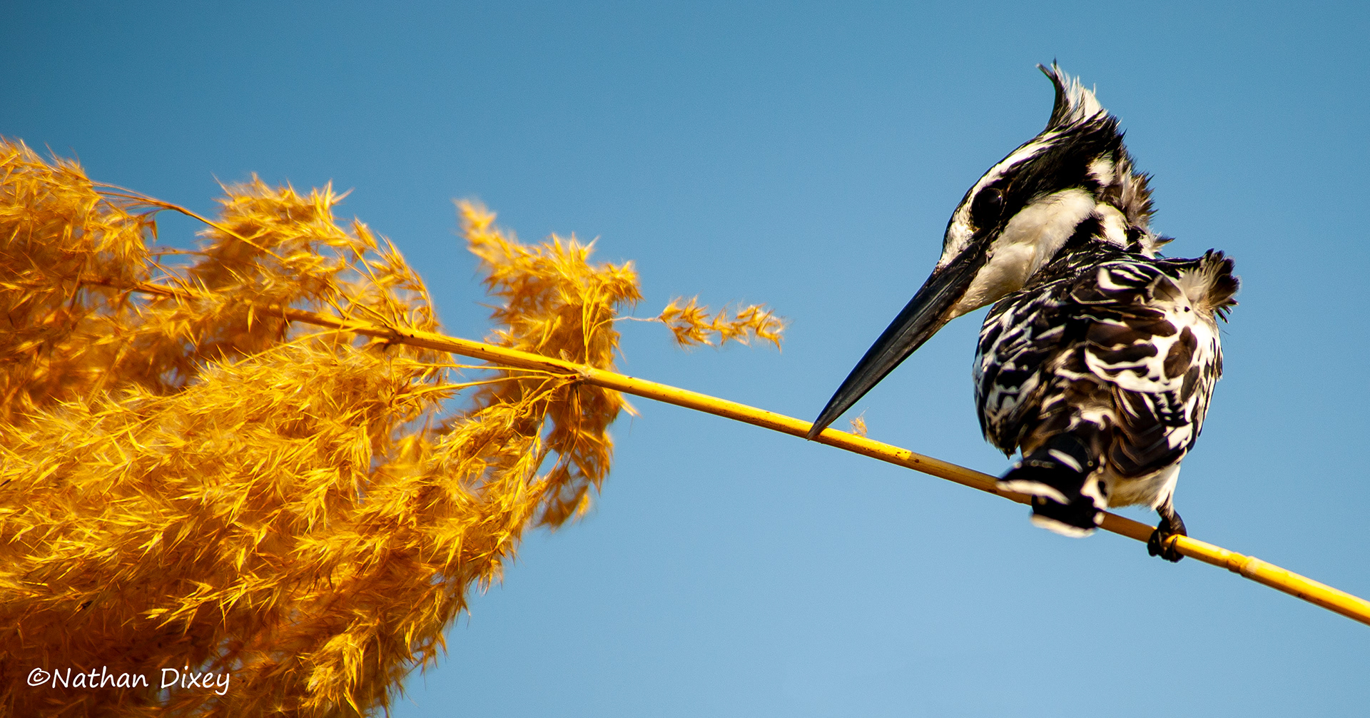 Pied kingfisher, Shire River, Liwonde NP, Malawi (2009)