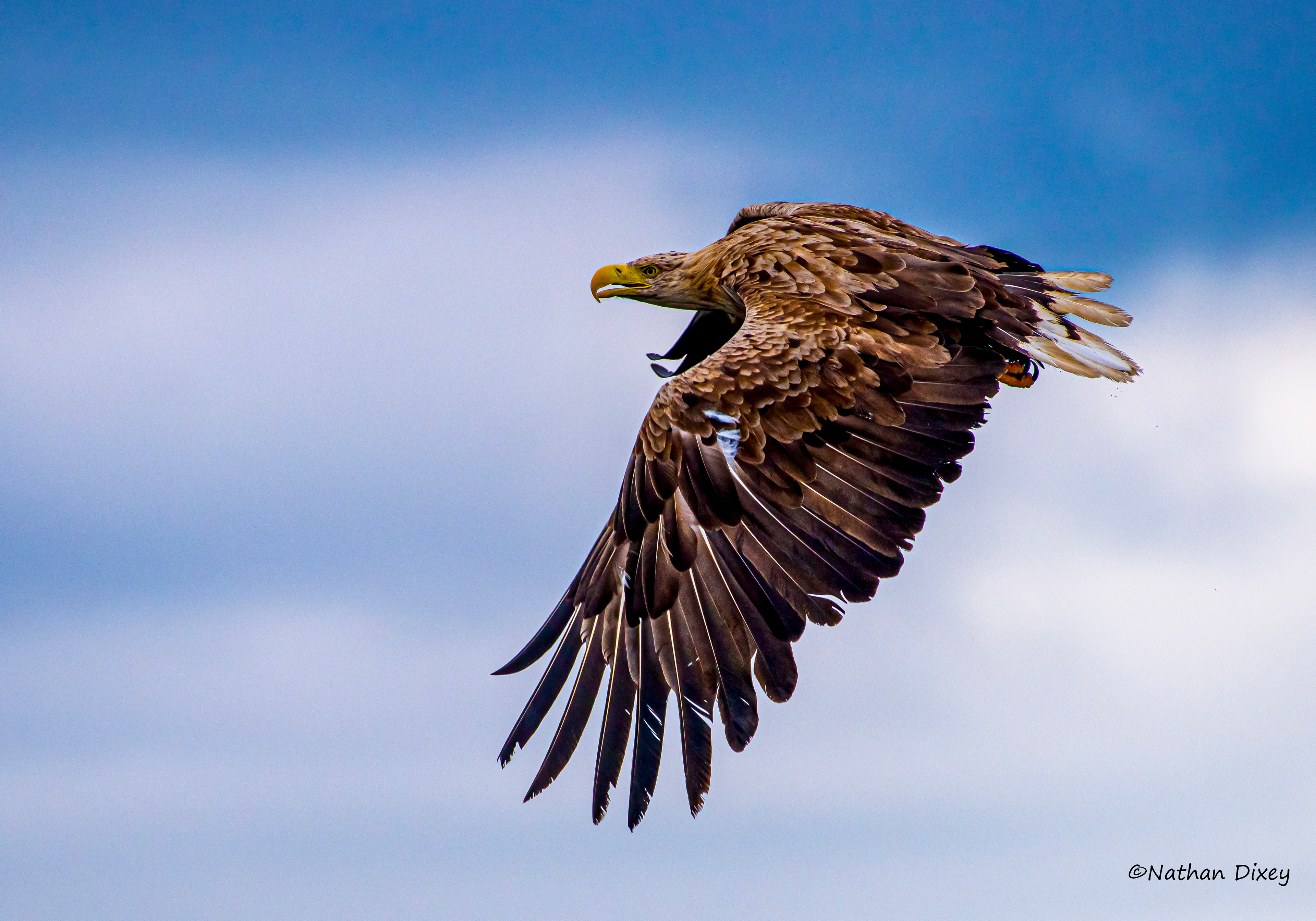 White-tailed Eagle, Isle of Mull, Scotland, UK (2019)