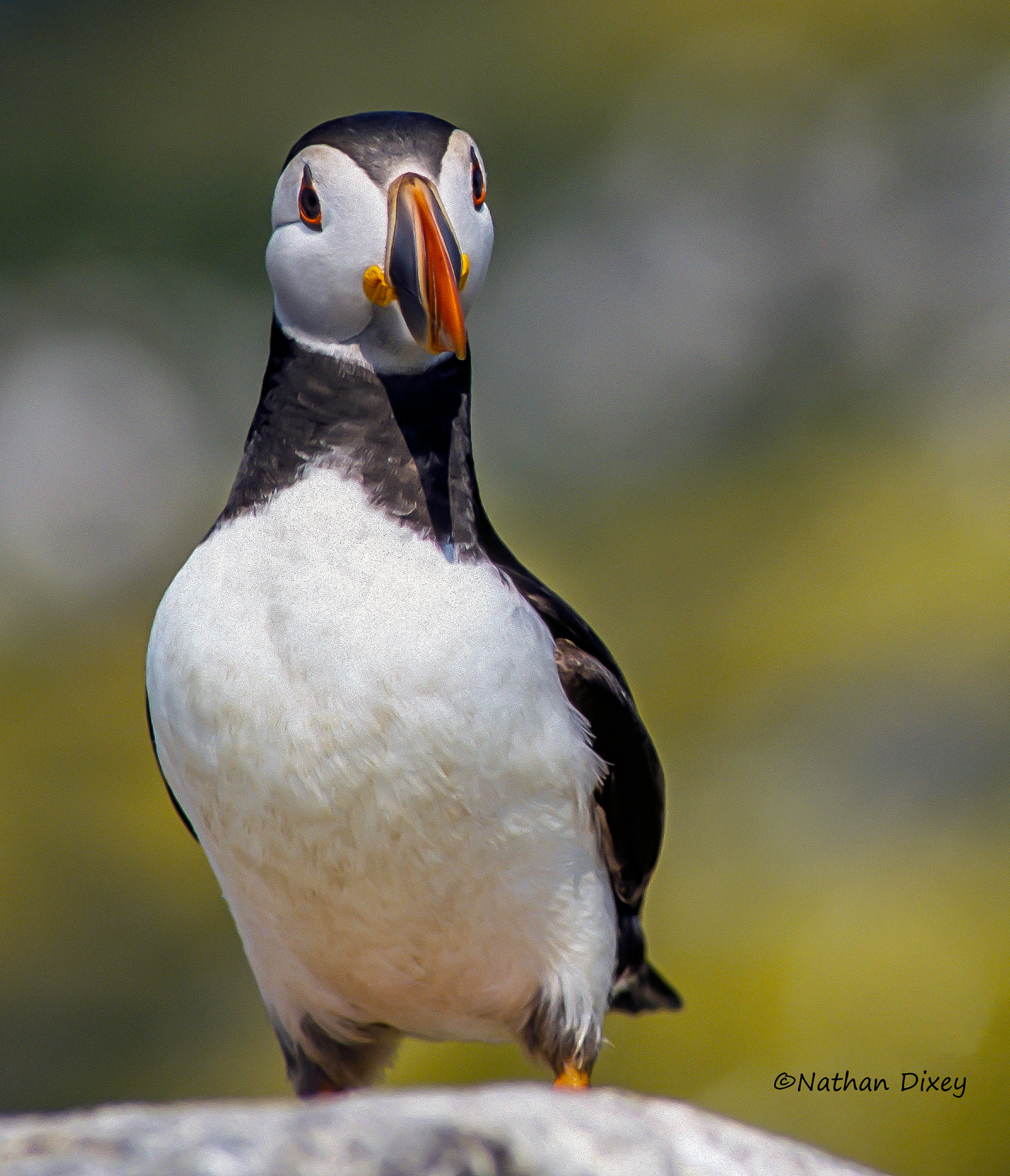 Puffin, Farne Islands, UK (2005)