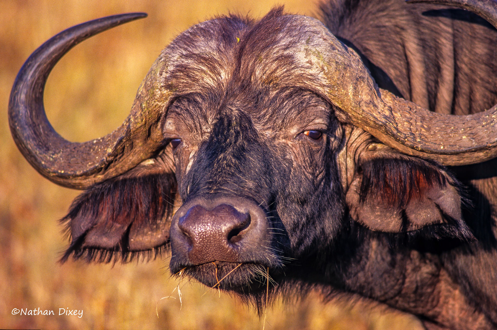 Cape Buffalo, Serengeti, Tanzania