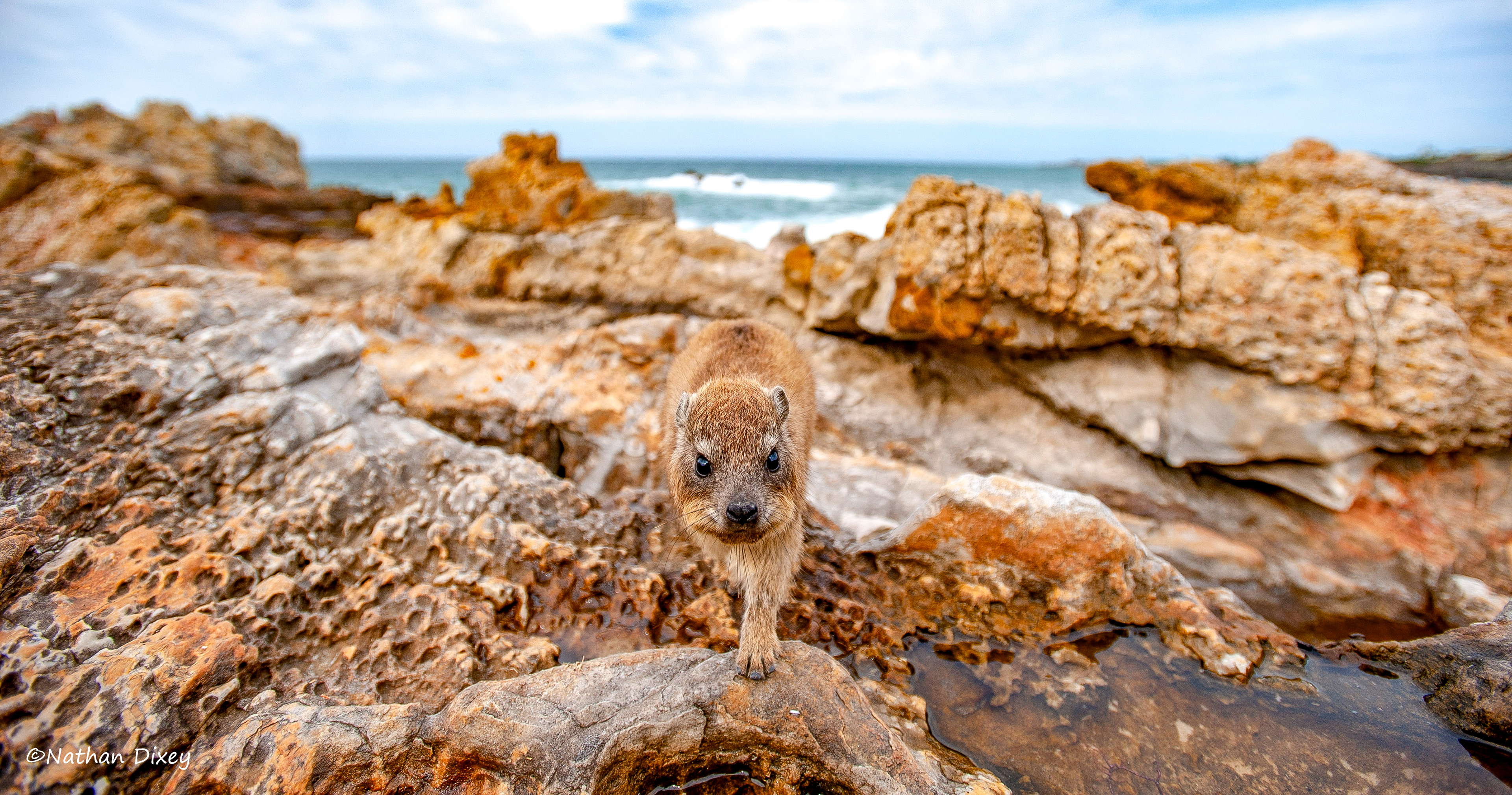 Rock Hyrax, Hermanus, Western Cape, South Africa (2010) 