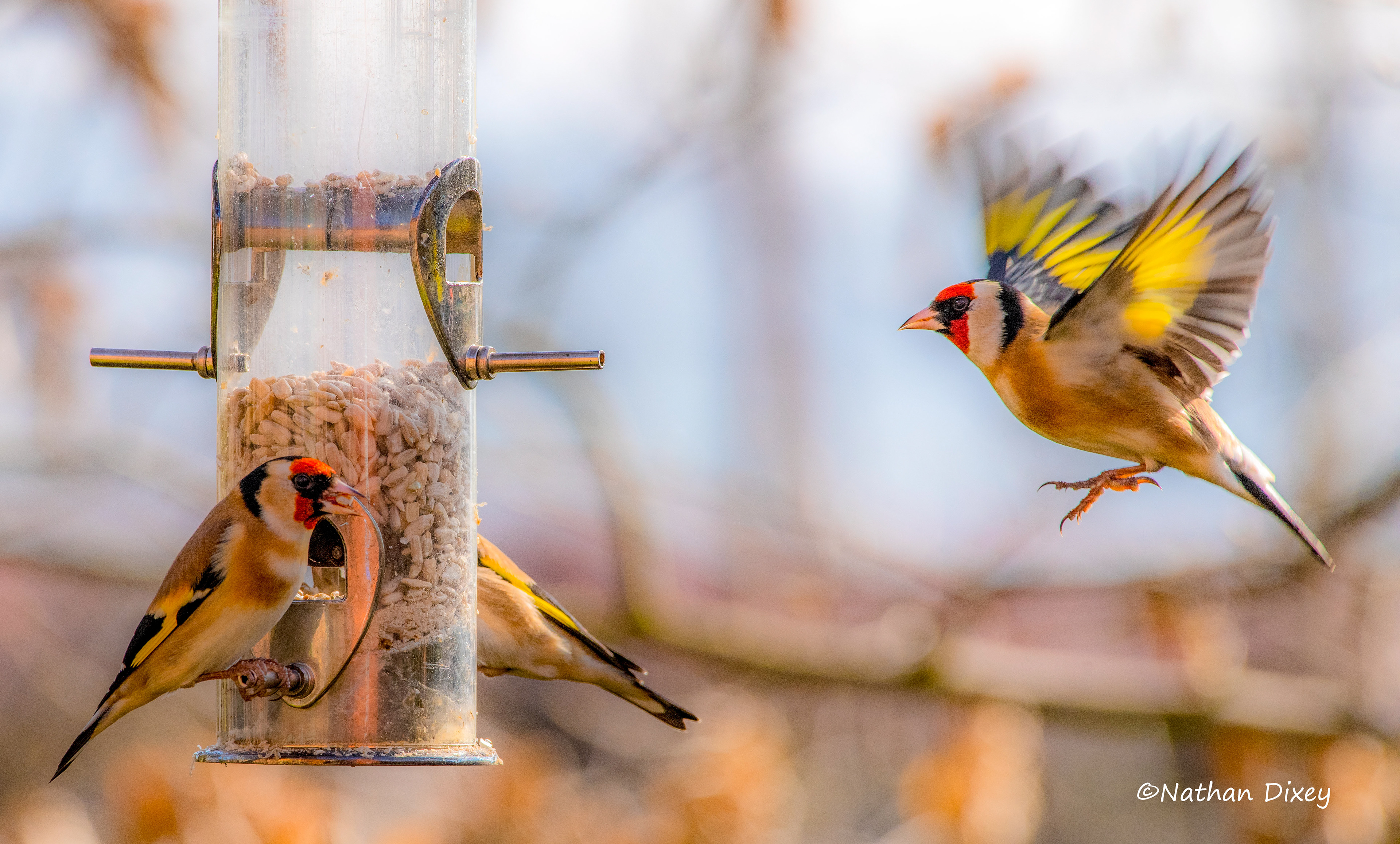 Goldfinches, UK (2019)