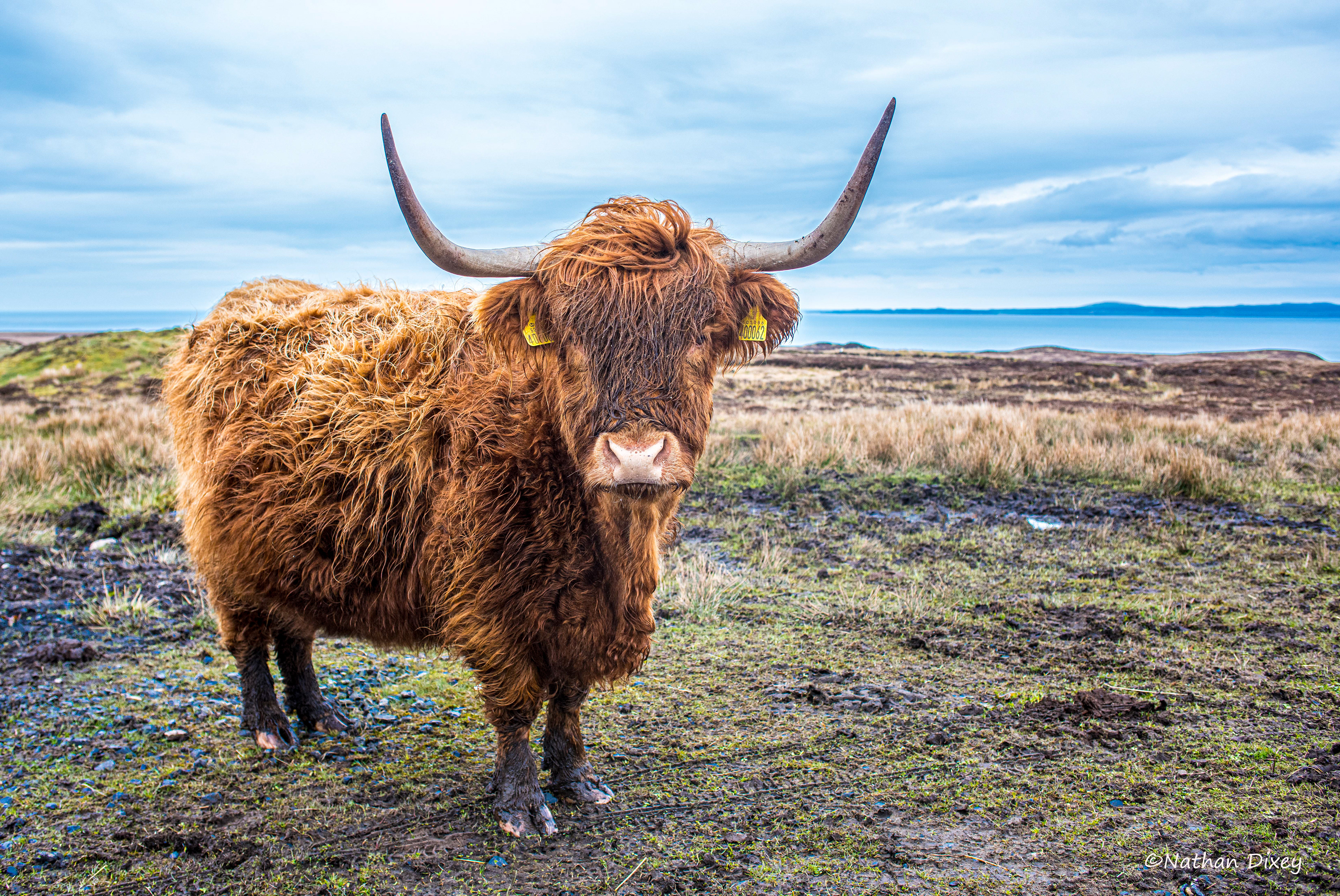 Highland Cattle, Isle of Islay (2016)