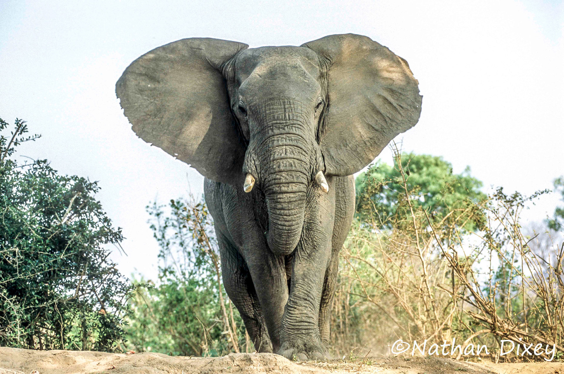 Elephant, Lower Zambezi National Park, Zambia