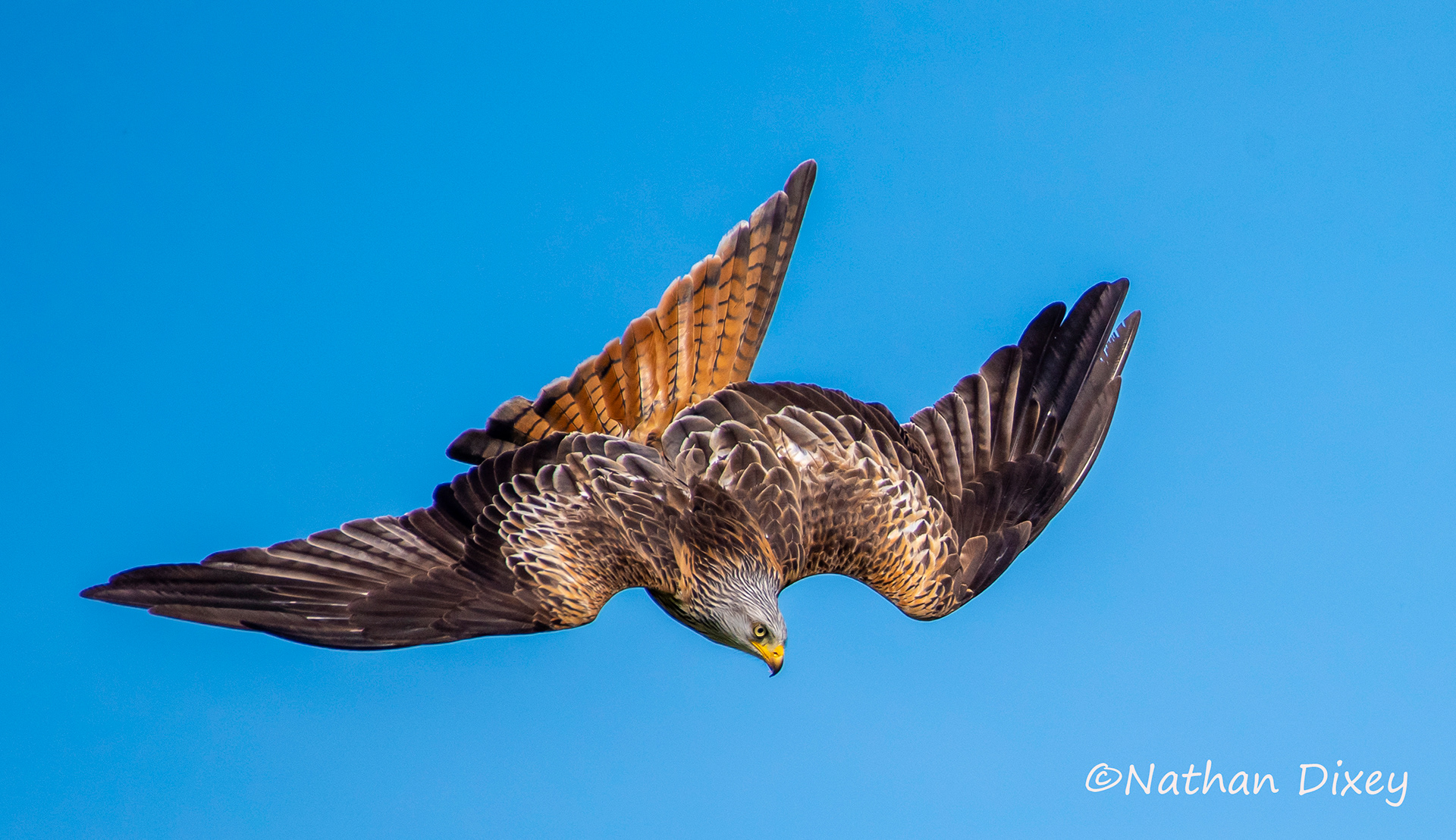 Red Kite, Powys, Wales, UK (2019)
