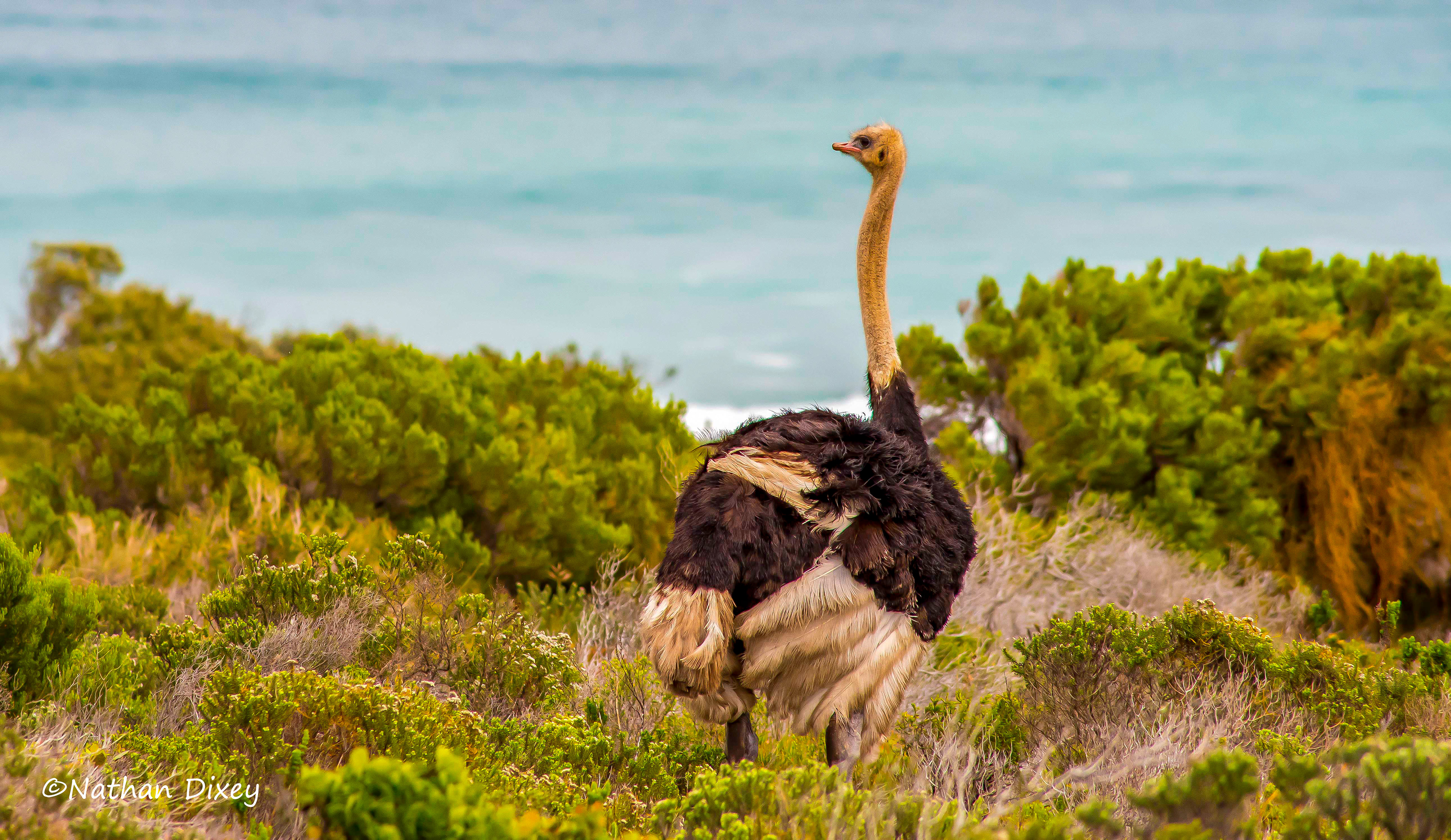 Ostrich, Cape of Good Hope, South Africa (2015)