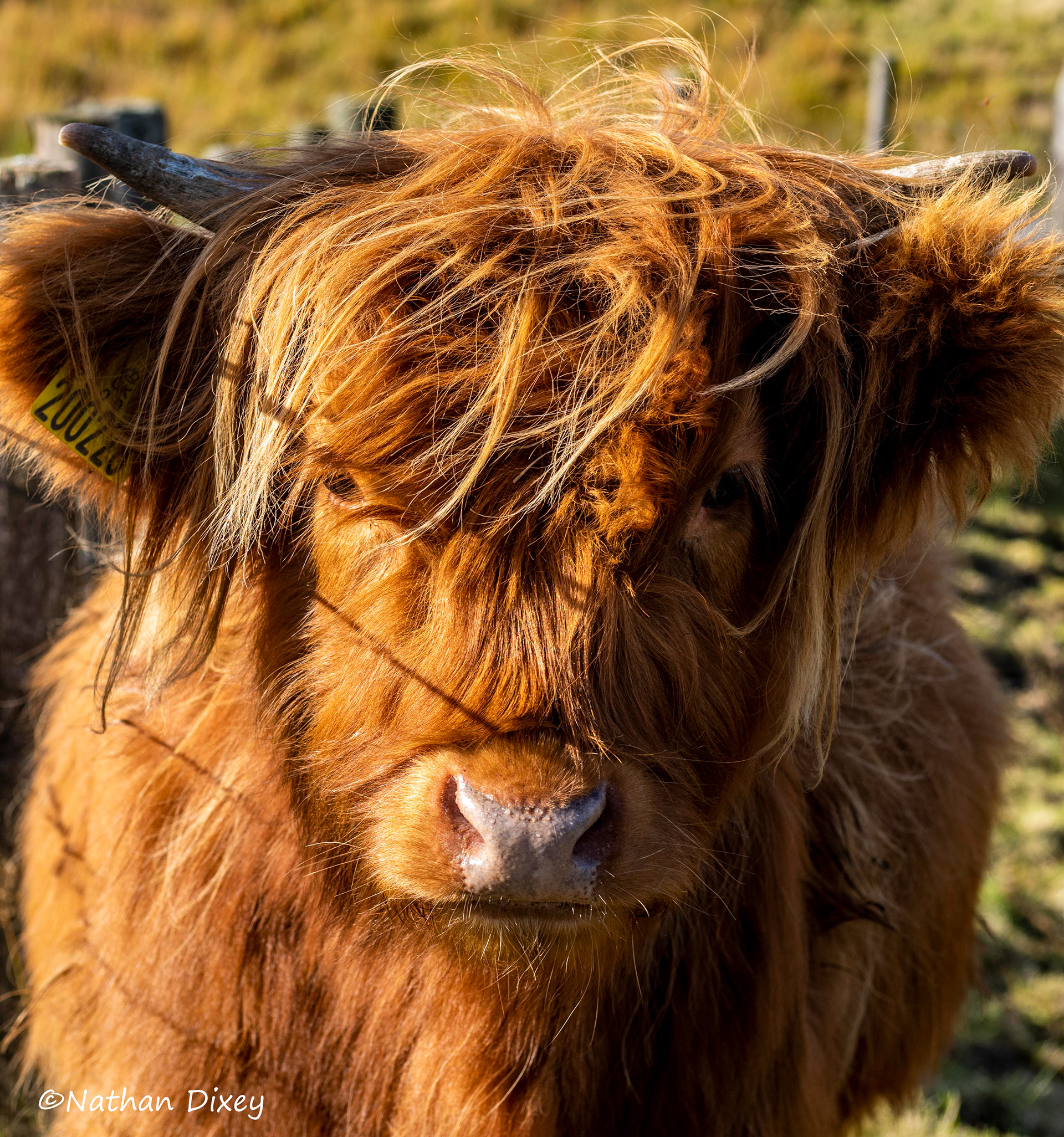 Highland Cattle, Elan Valley, Wales, UK (2020)