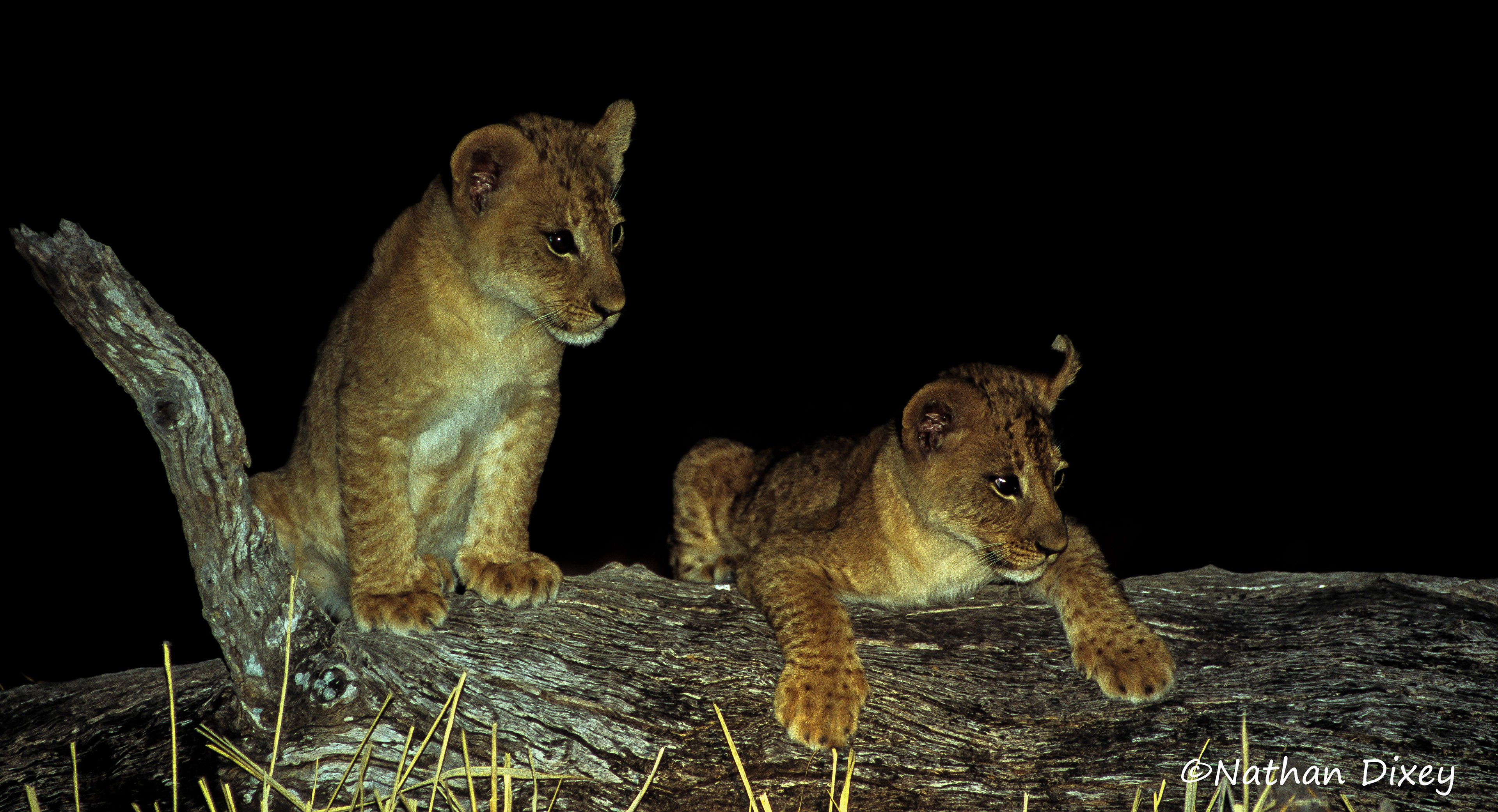 Lion Cubs, South Luangwa NP, Zambia (2003)