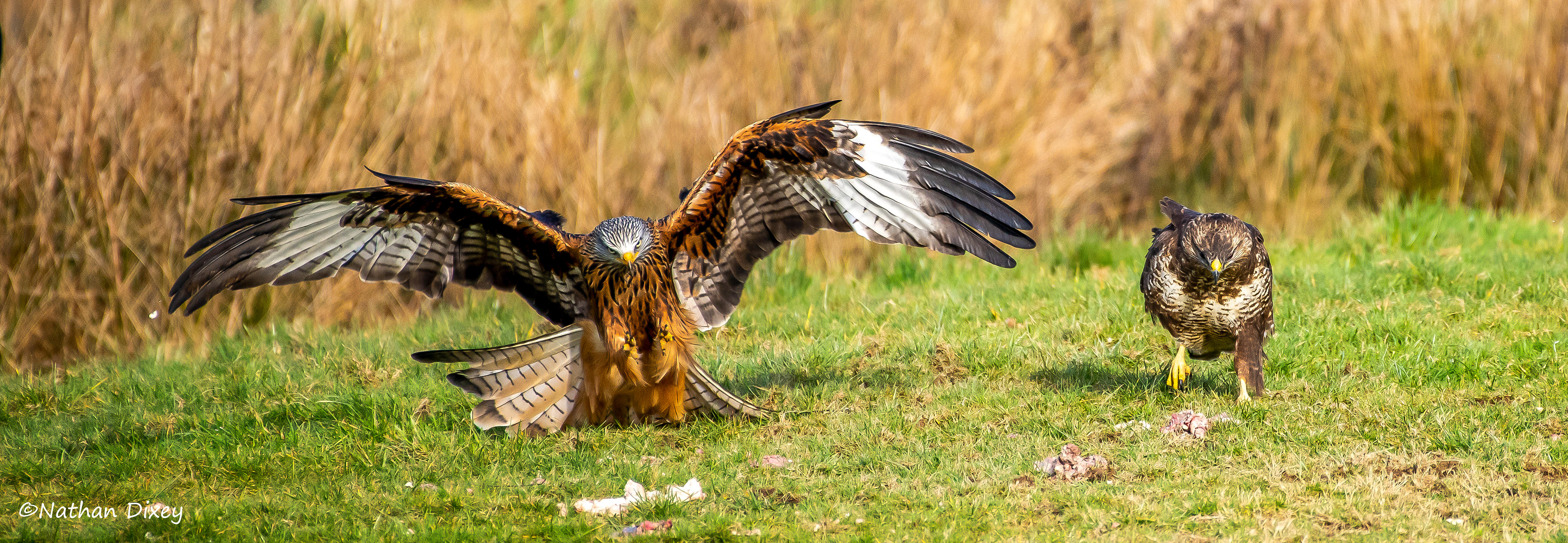 Red Kites, Rhayader, Wales (2020)