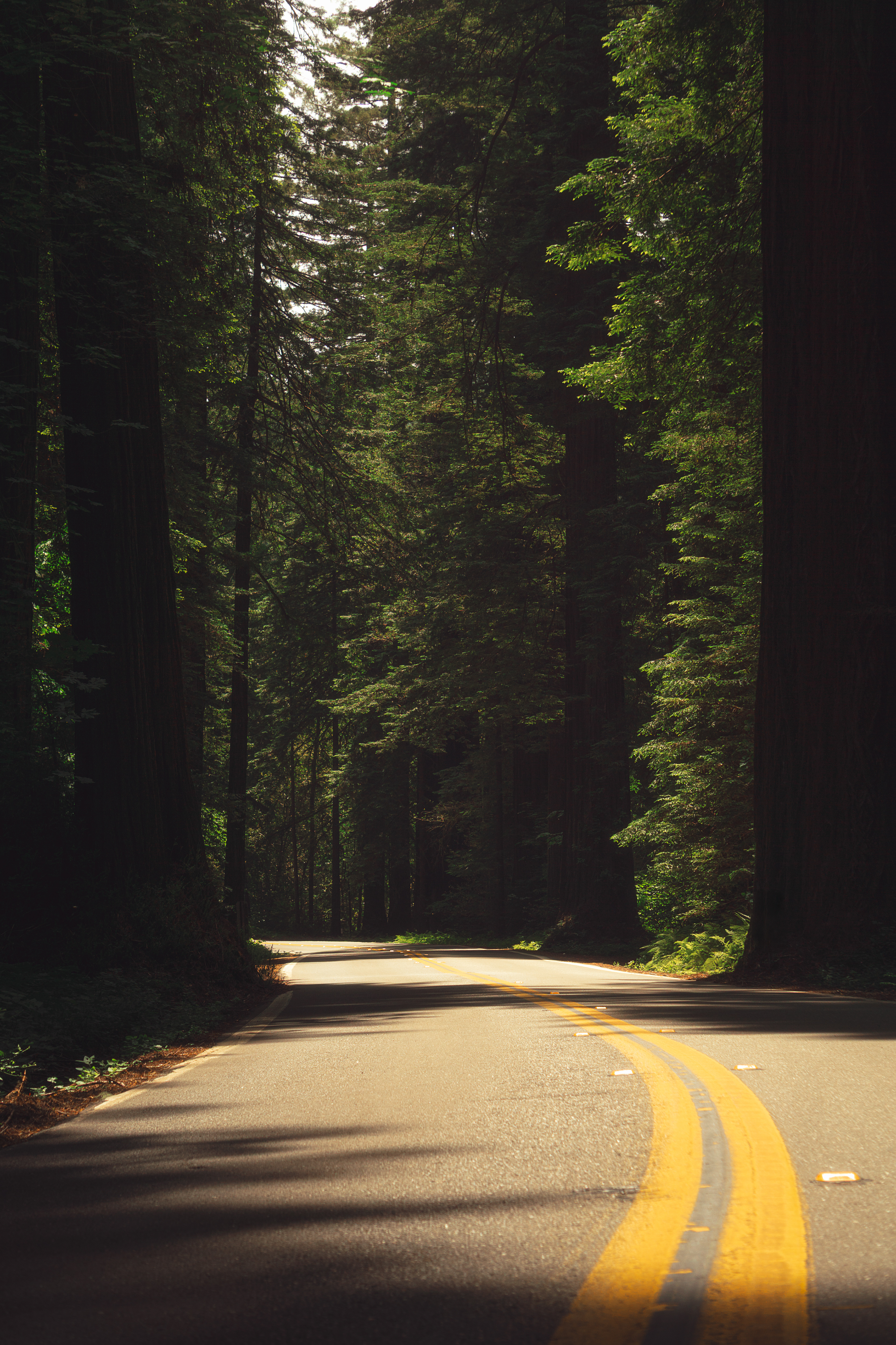Redwoods National Park, CA