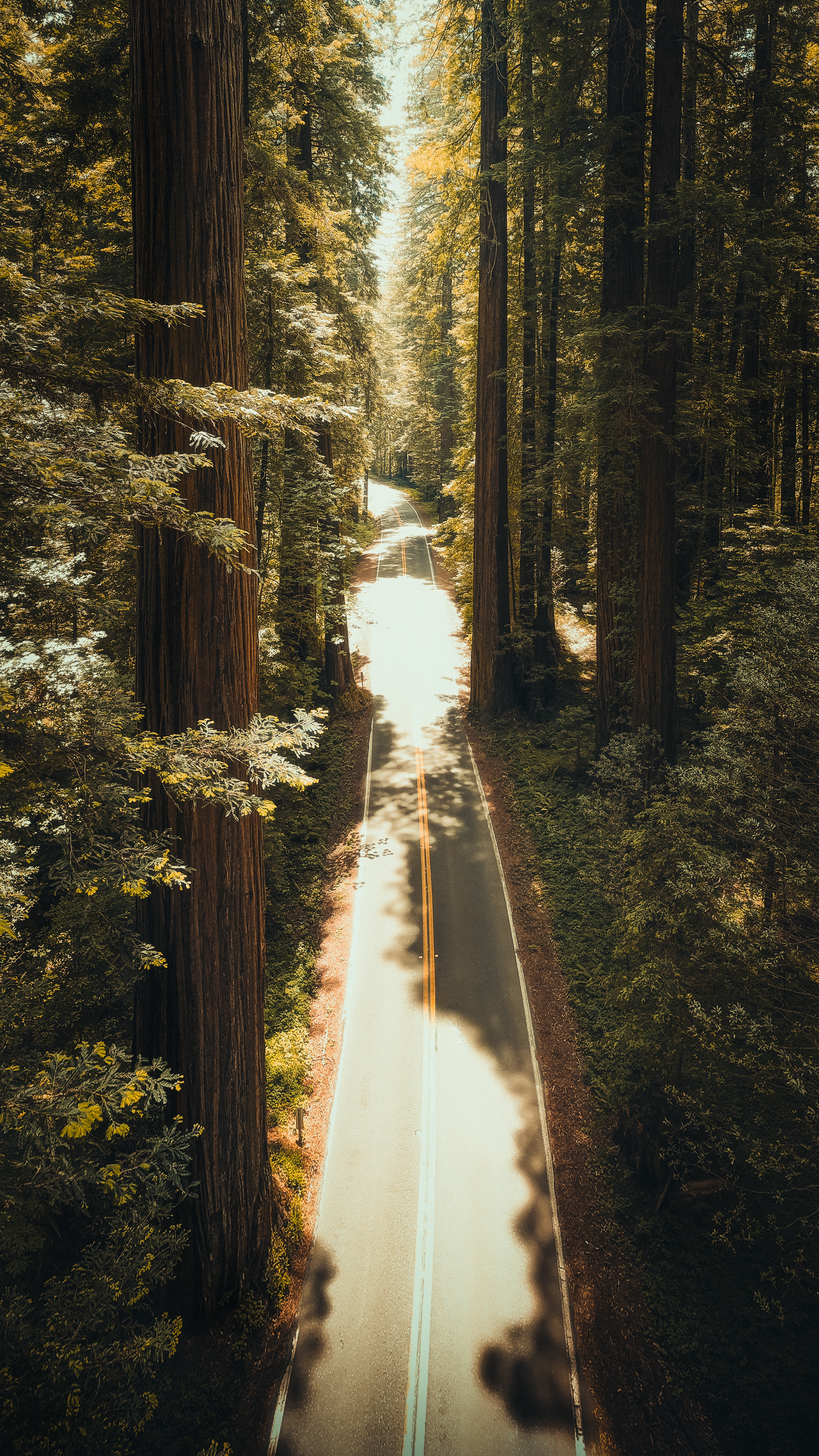 Redwoods National Park, CA