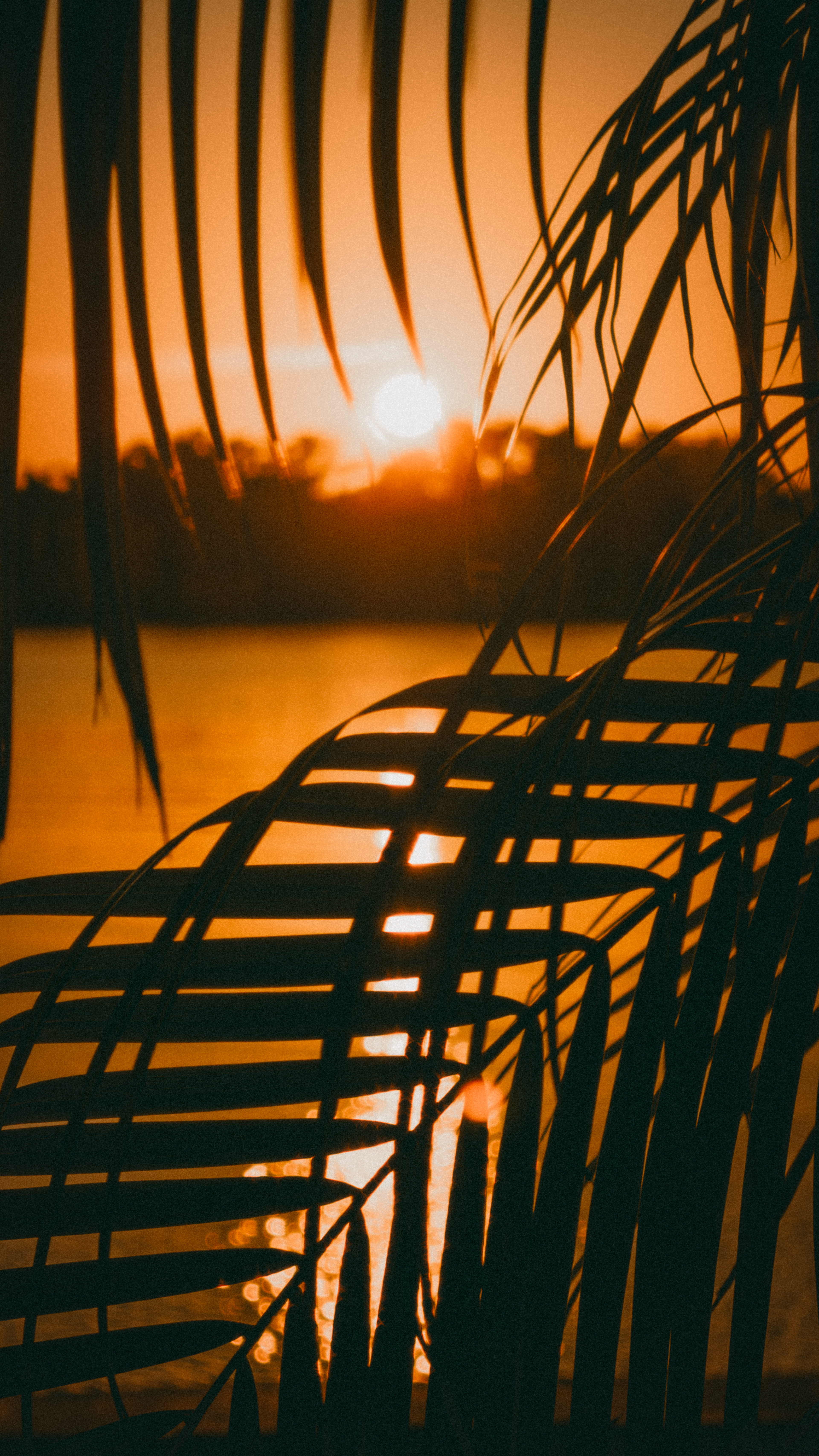 Sarasota , FL