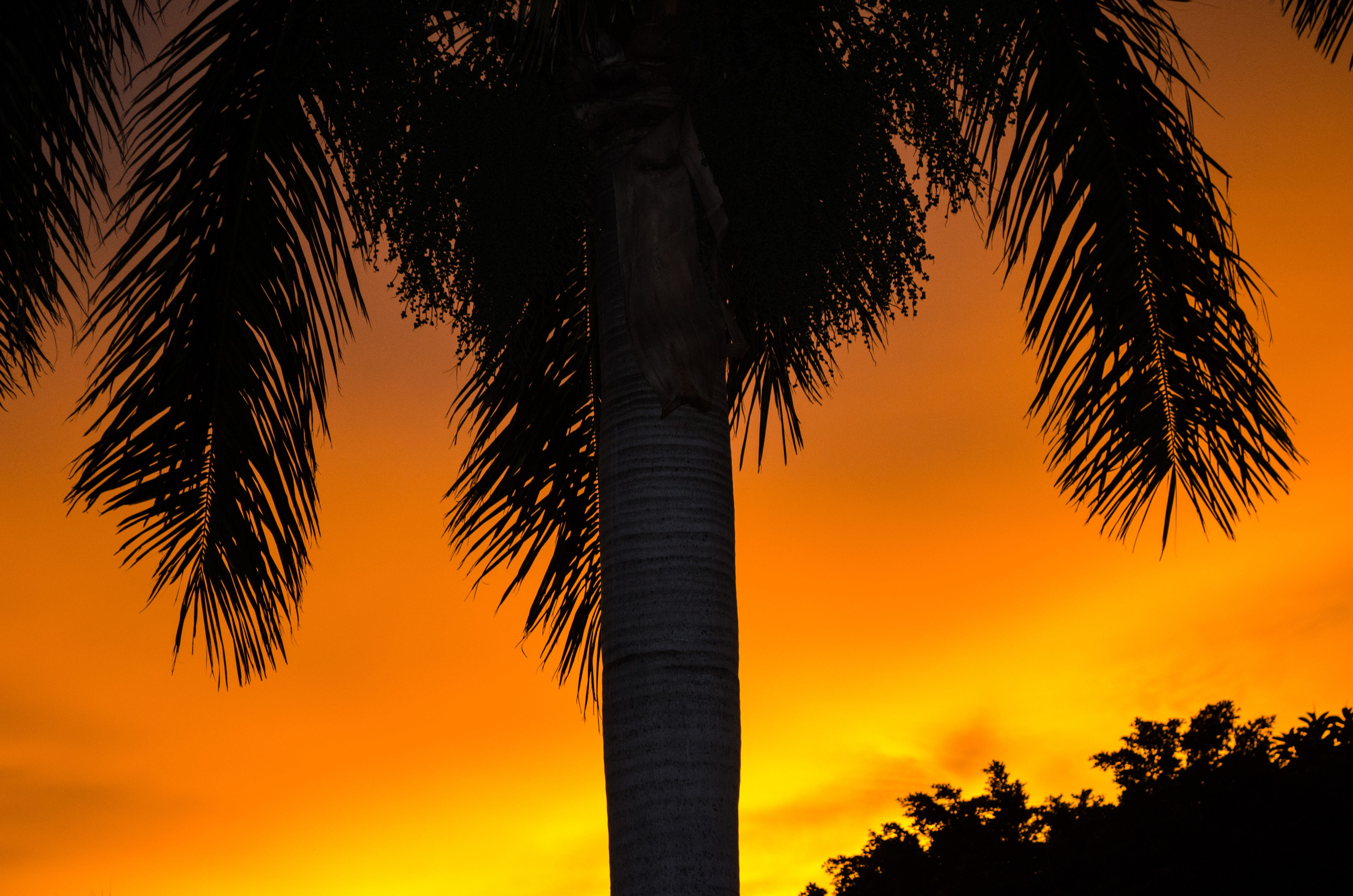 Sarasota, FL
