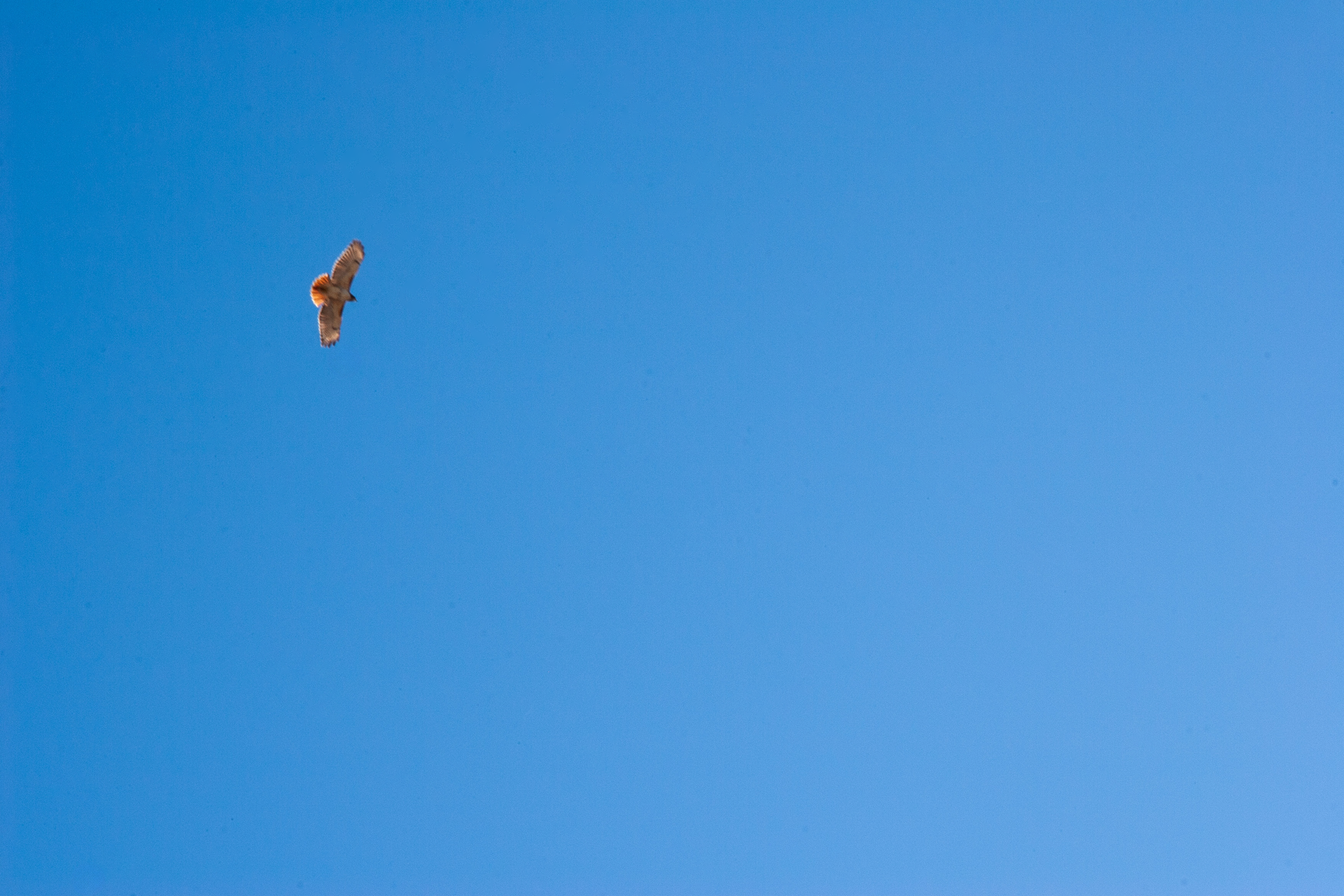 Clear skies a hawk
