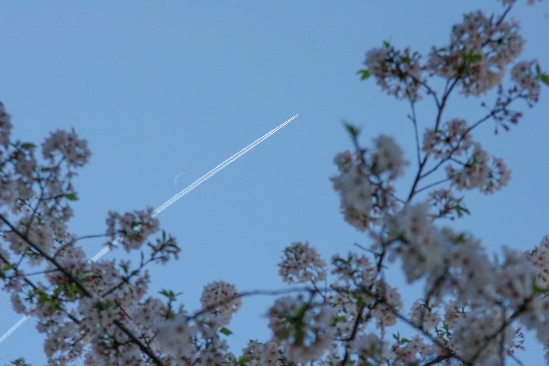 Jet, Moon, and Blossoms