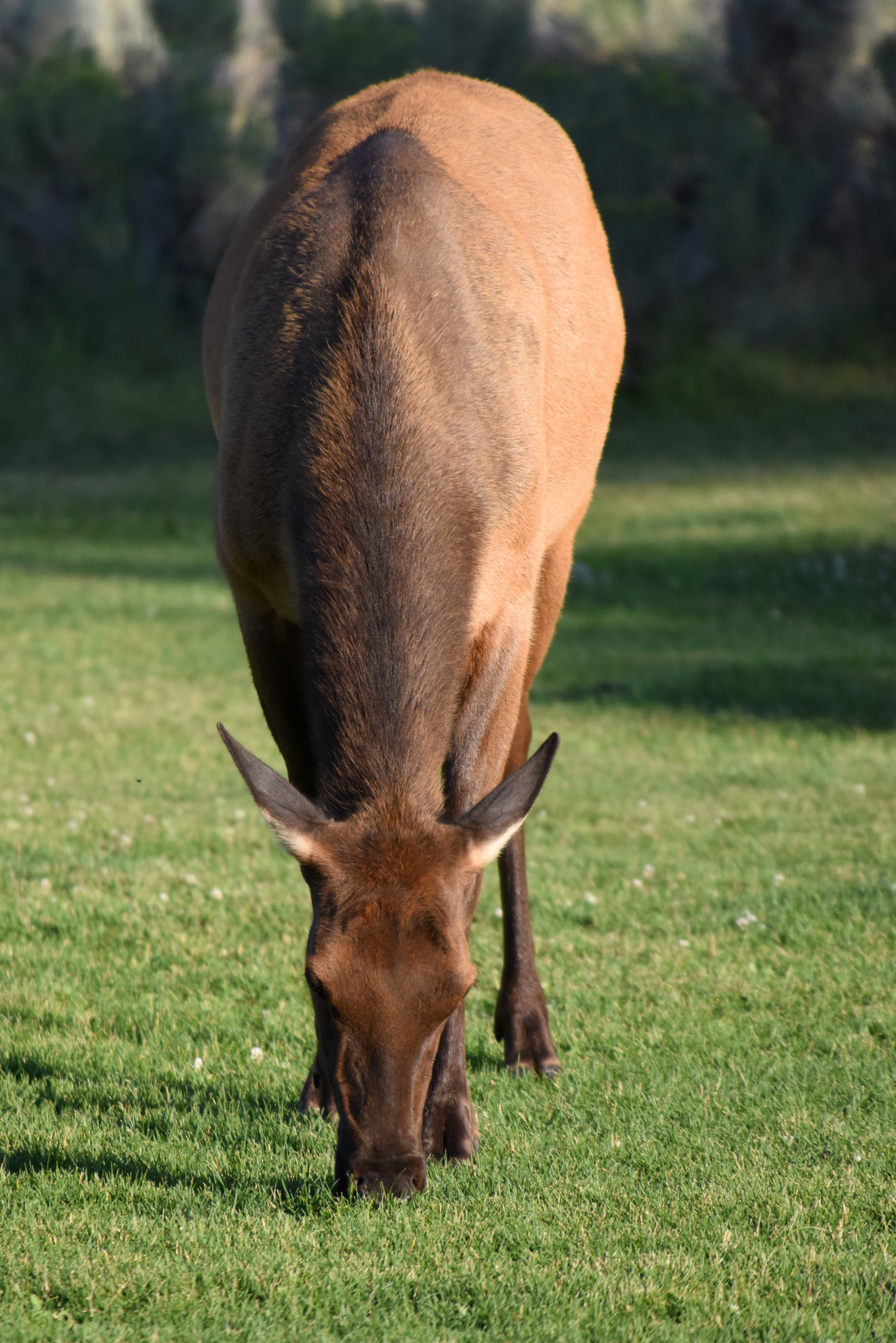 Baby elk