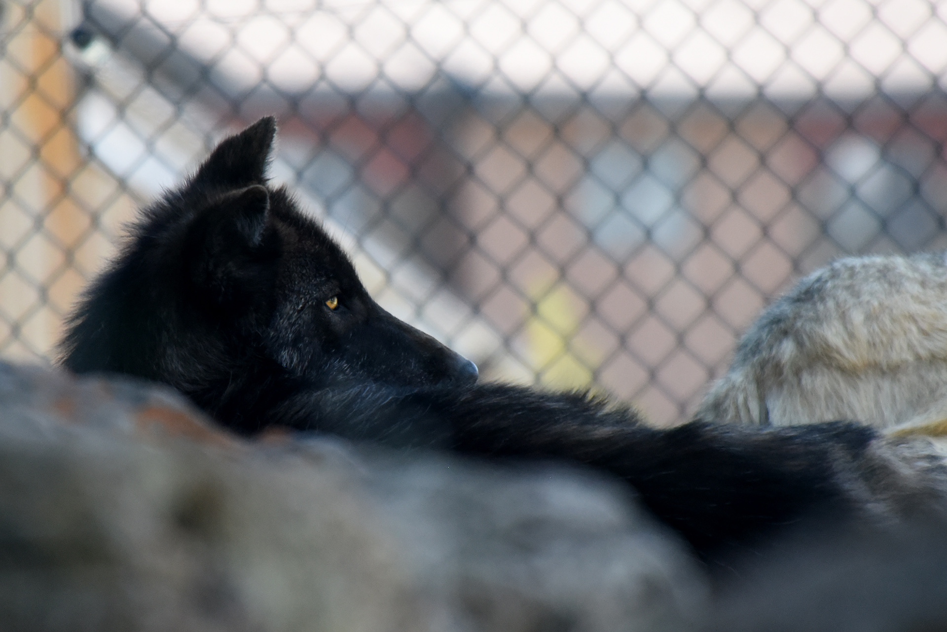Black wolf in captivity