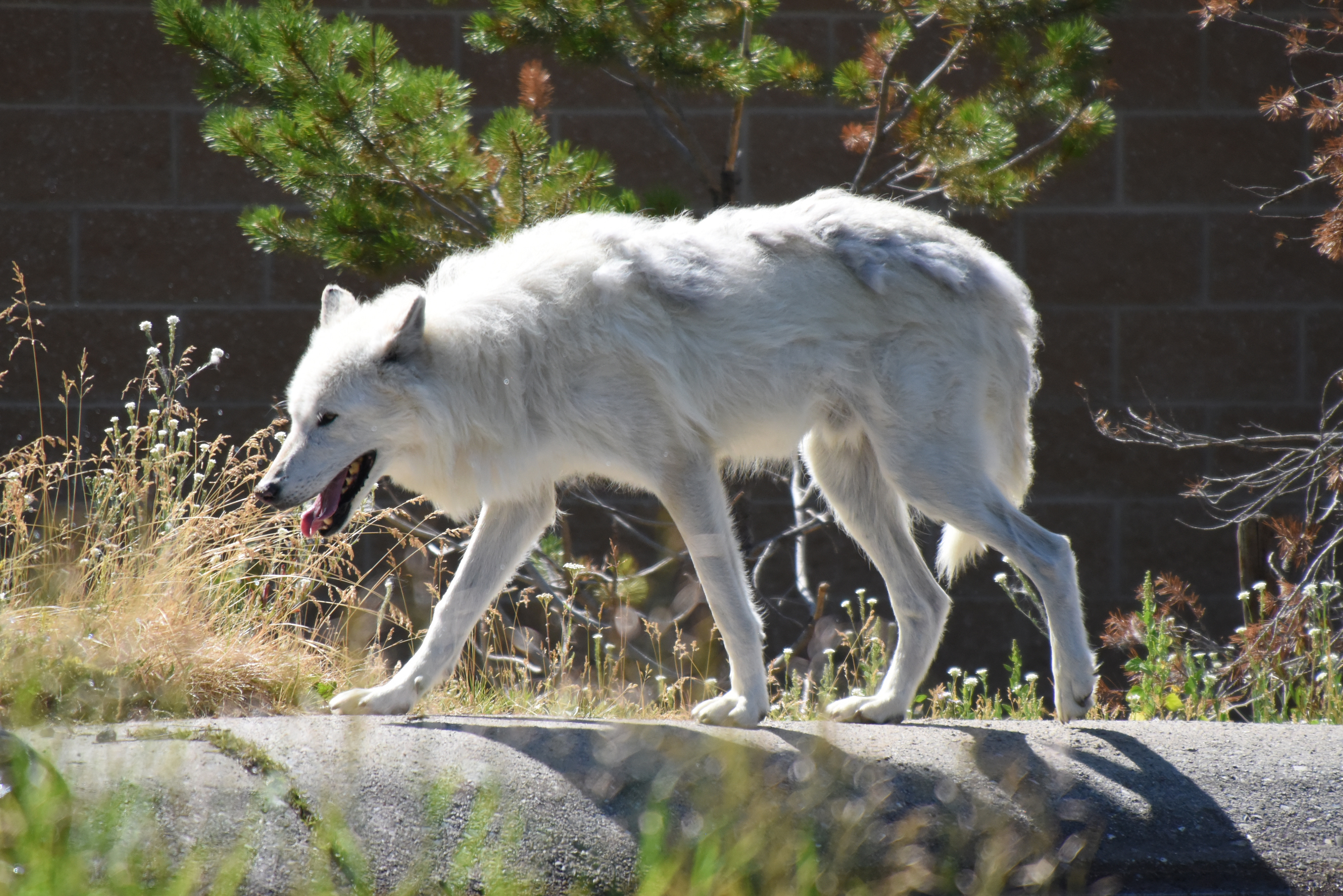 White wolf in captivity