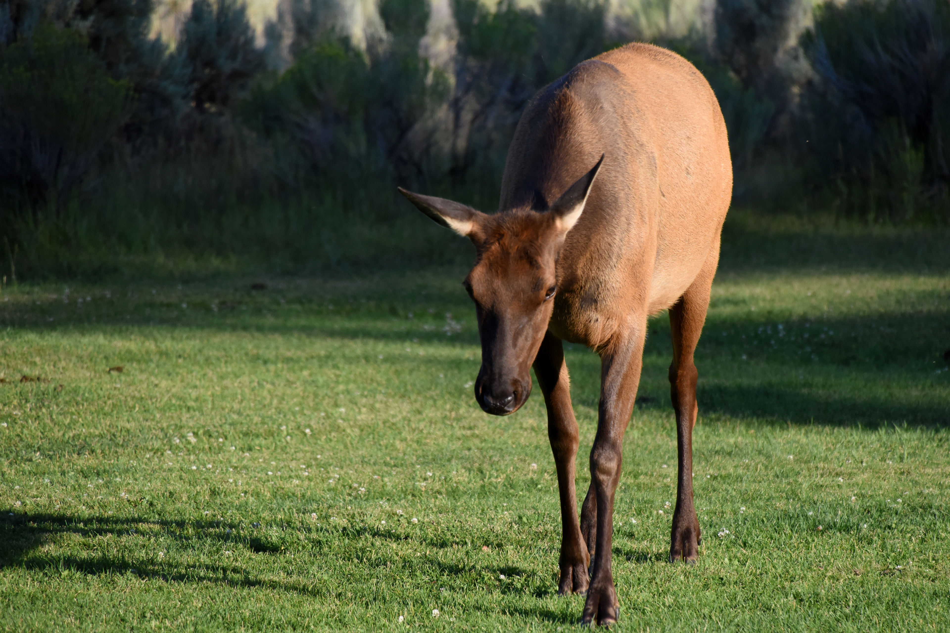 Baby elk
