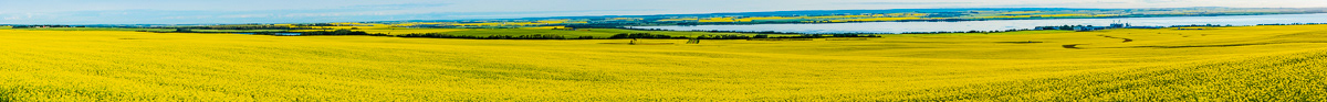 Canola, Pan Around Bear Lake