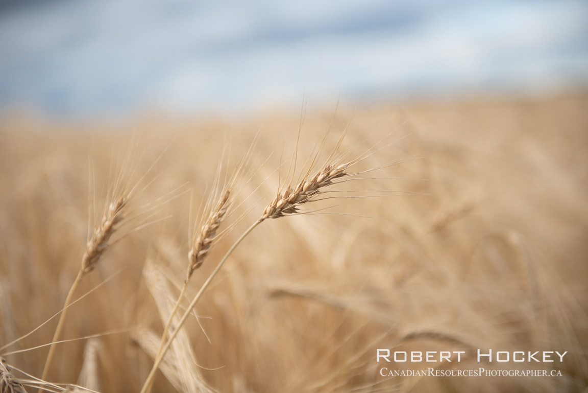 Grains - Picture 125