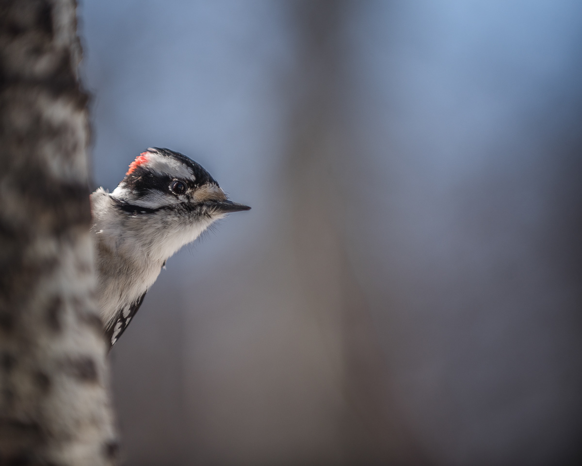 Natures Model, Grande Prairie, AB
