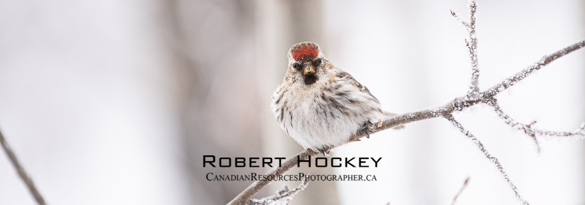 Chipping (angry bird) Sparrow - 25 - Picture 98