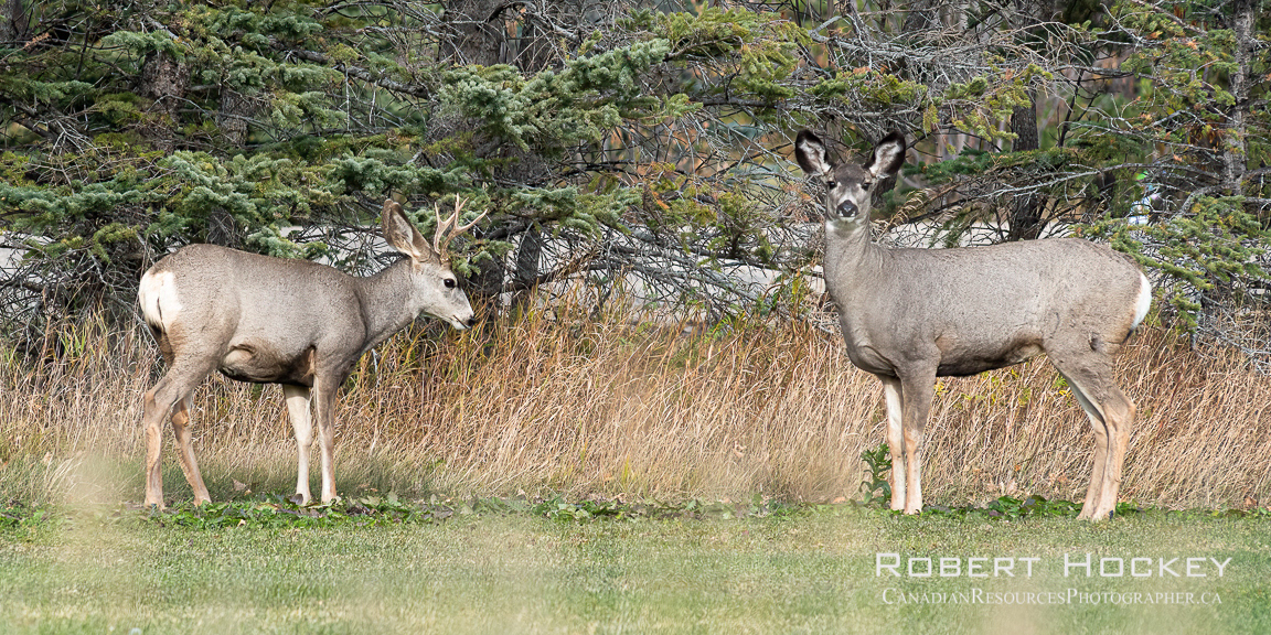 Mule Dear at home - Picture 204