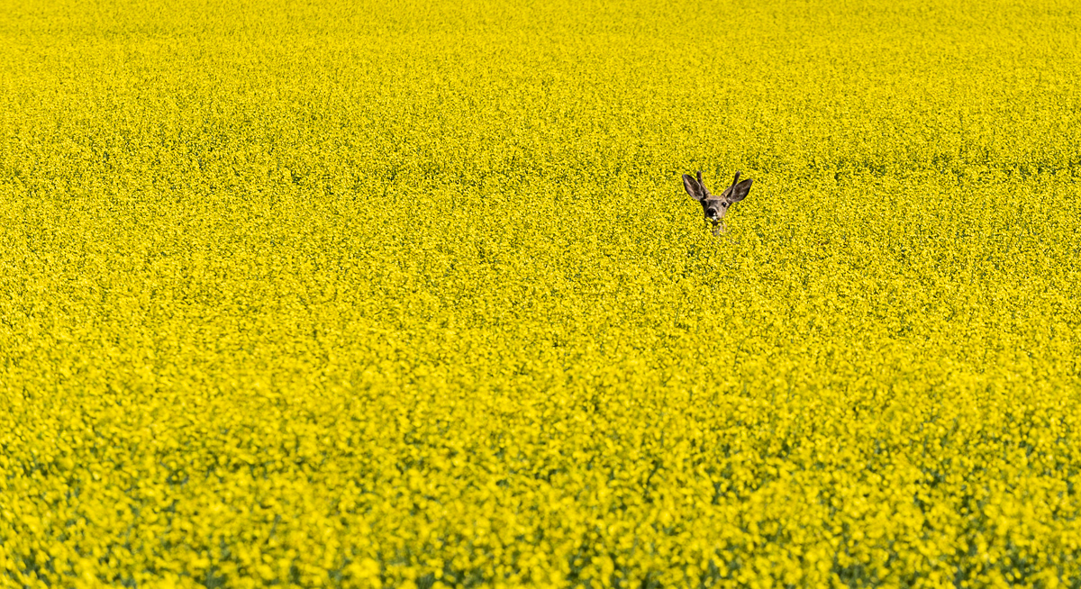 Canola Field Dear Head