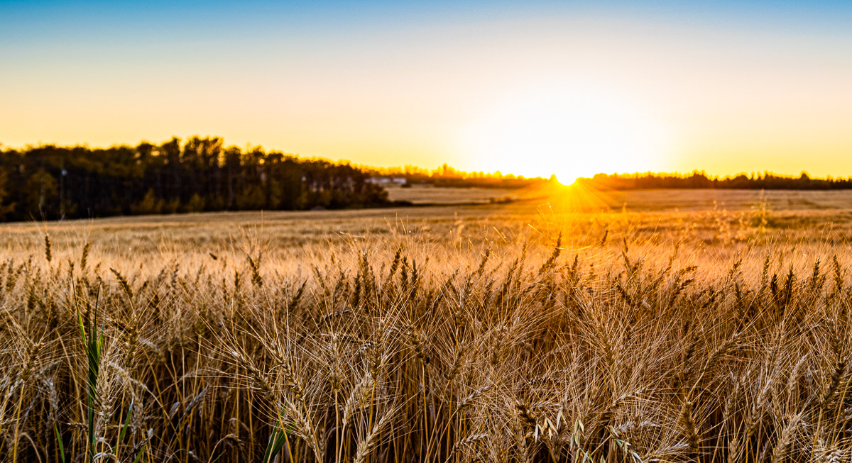 Farming, Sunset, Grande Prairie, AB