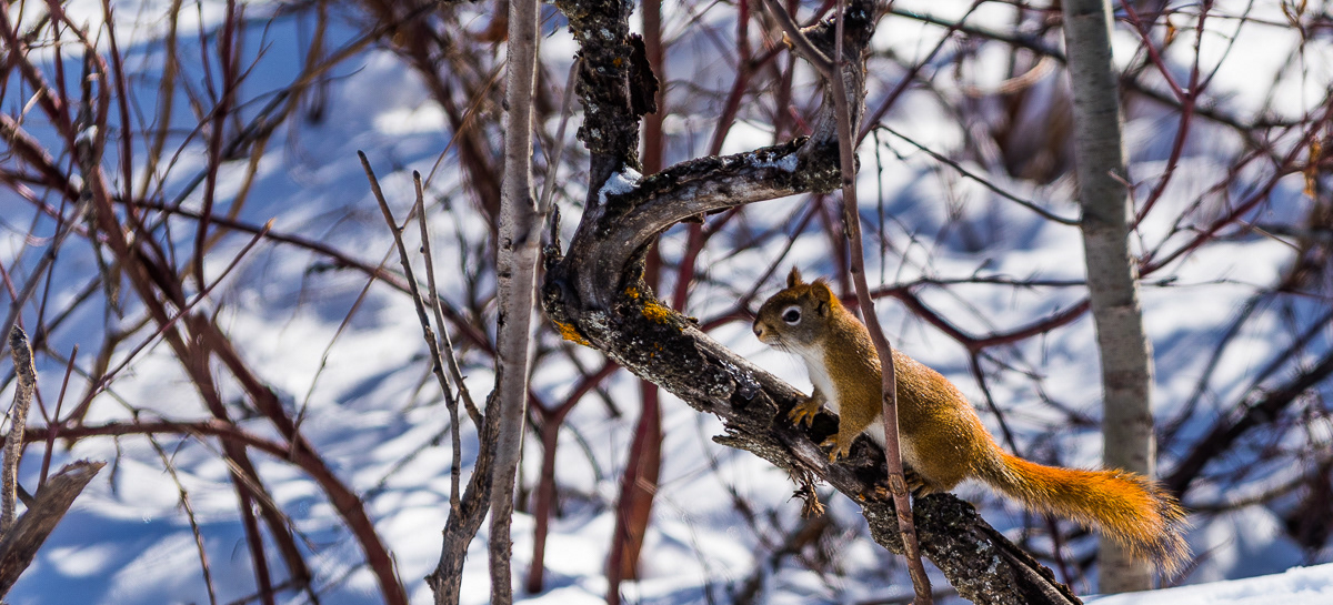 Natures Hyper Model, My Place, Grande Prairie, AB