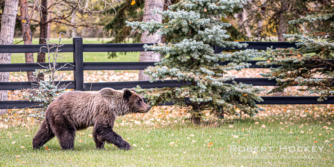 Three year old Grizzly focussing hard to not look at my noisy diesel on the driveway - Picture 216