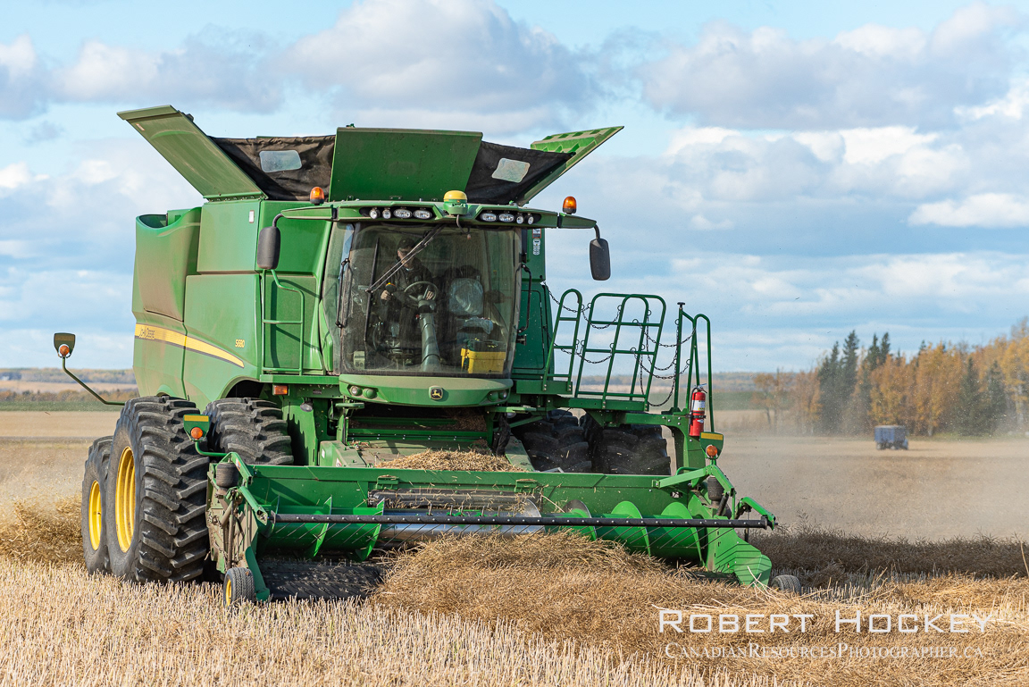 Seperating the Canola - Picture 158