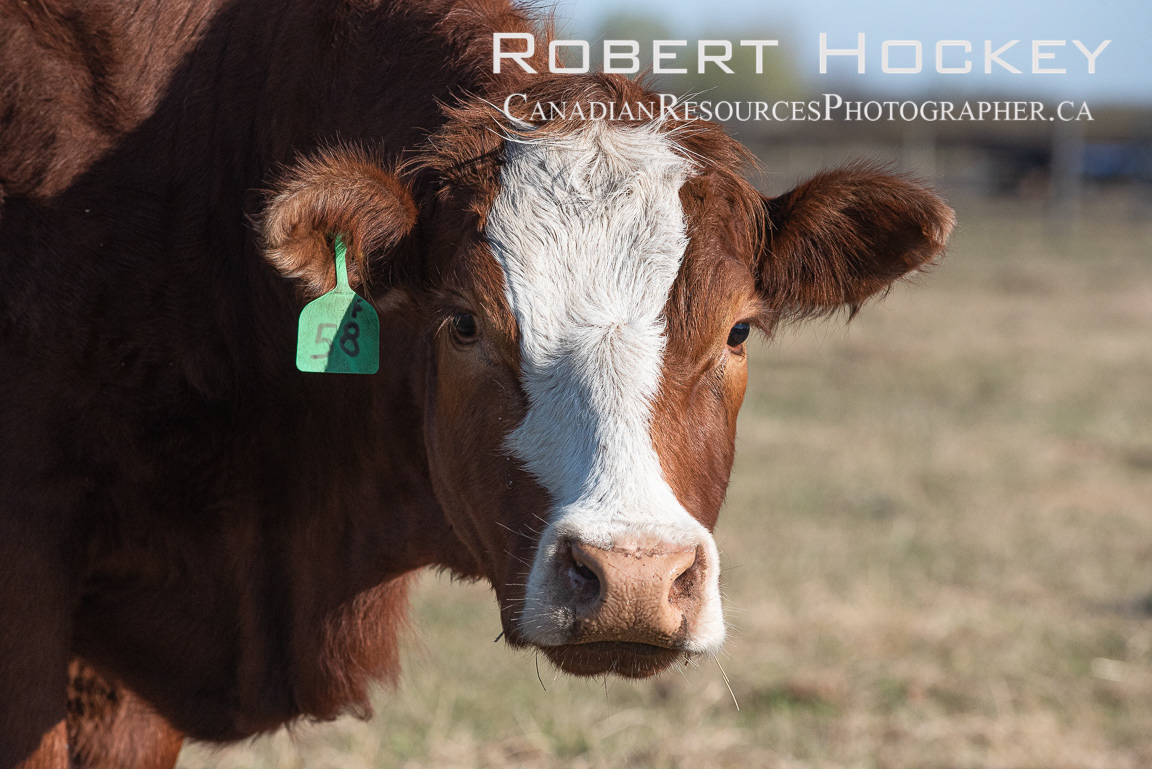 Alberta Cattle - Picture 105