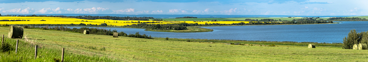 Canola Field Around Saskatoon Lake, AB