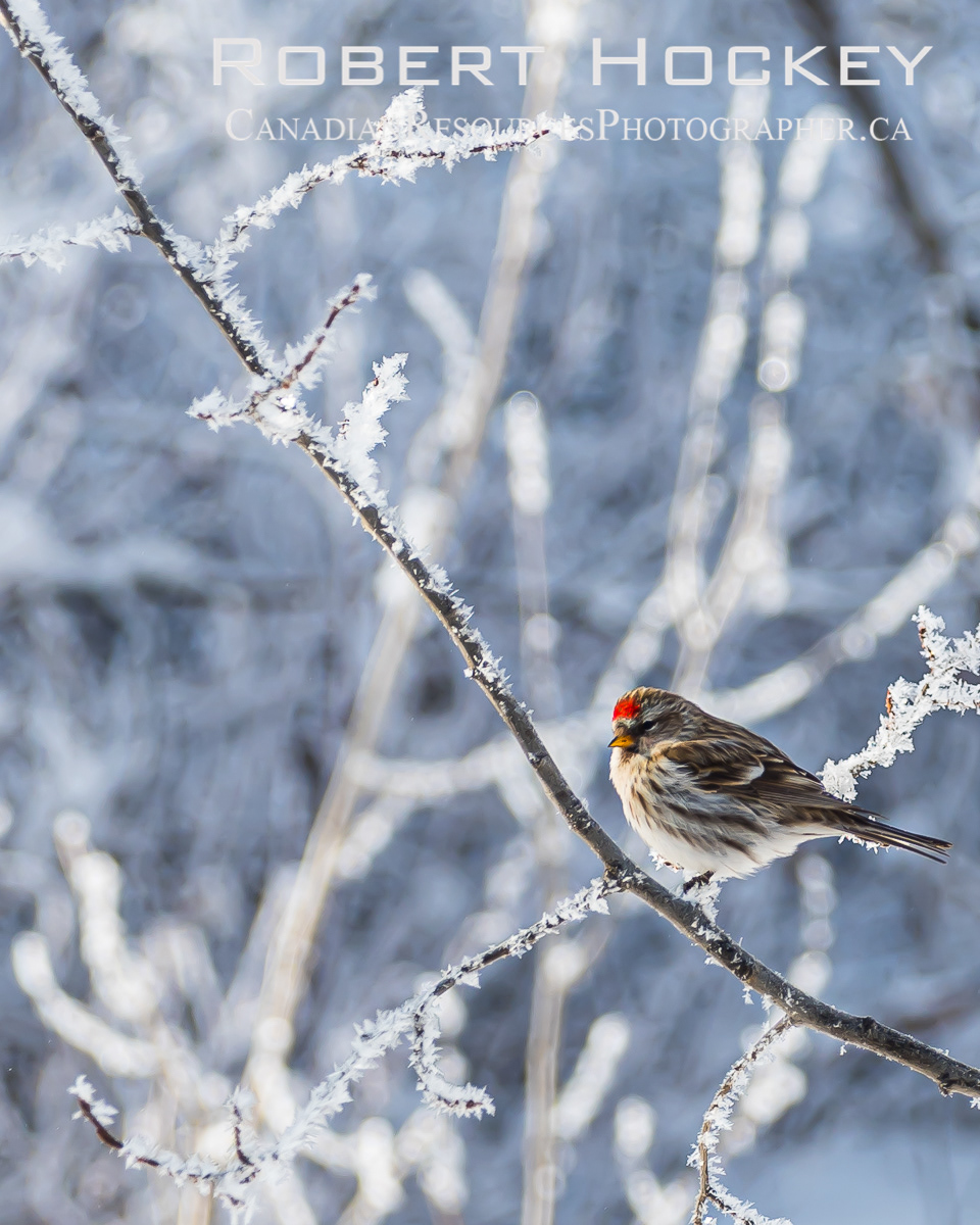 Chipping Sparrow, Hoar-frost - Picture 29