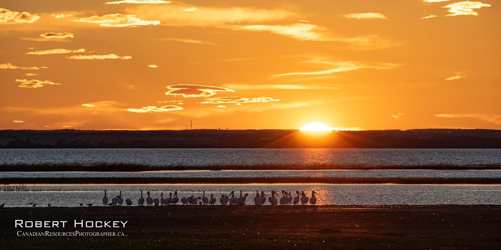 Pelicans At Sunset, Bear Lake, Grande Prairie - Picture 187