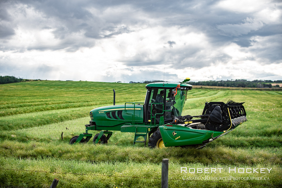 Swathing Canola 2 - Picture 119