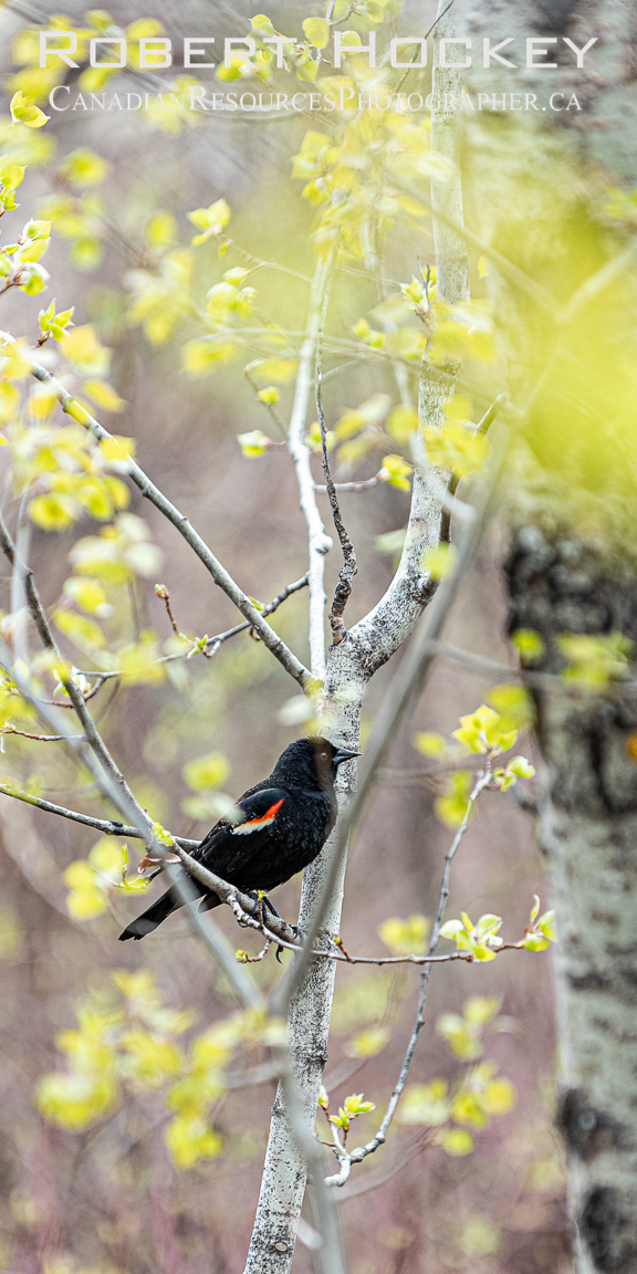 Red Wing Blackbird - Picture 102