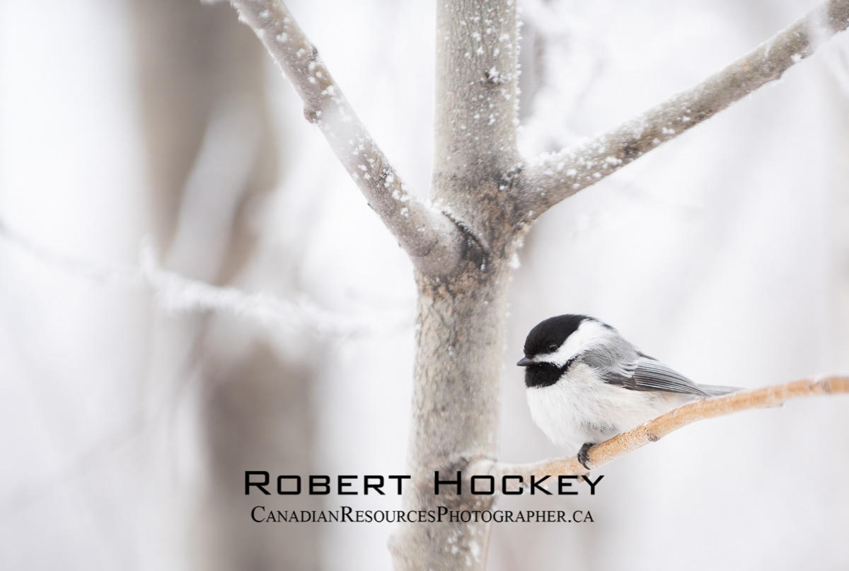 Chickadee Winter - Picture 92