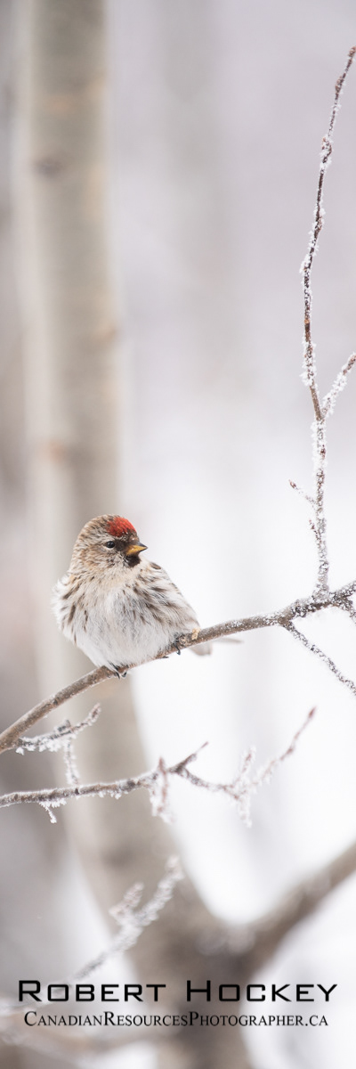 Chipping Sparrow - Picture 99