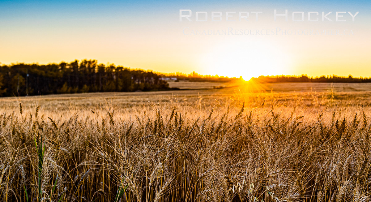 Wheat Field Edge, Sunset - Picture 15