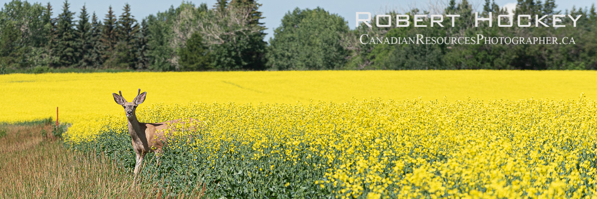 Curious in Canola - Picture 48
