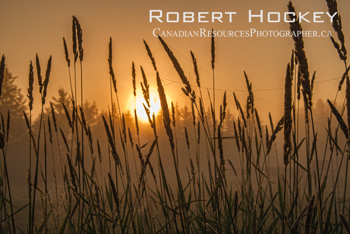 Foggy Sunrise, Wheat V - Picture 4